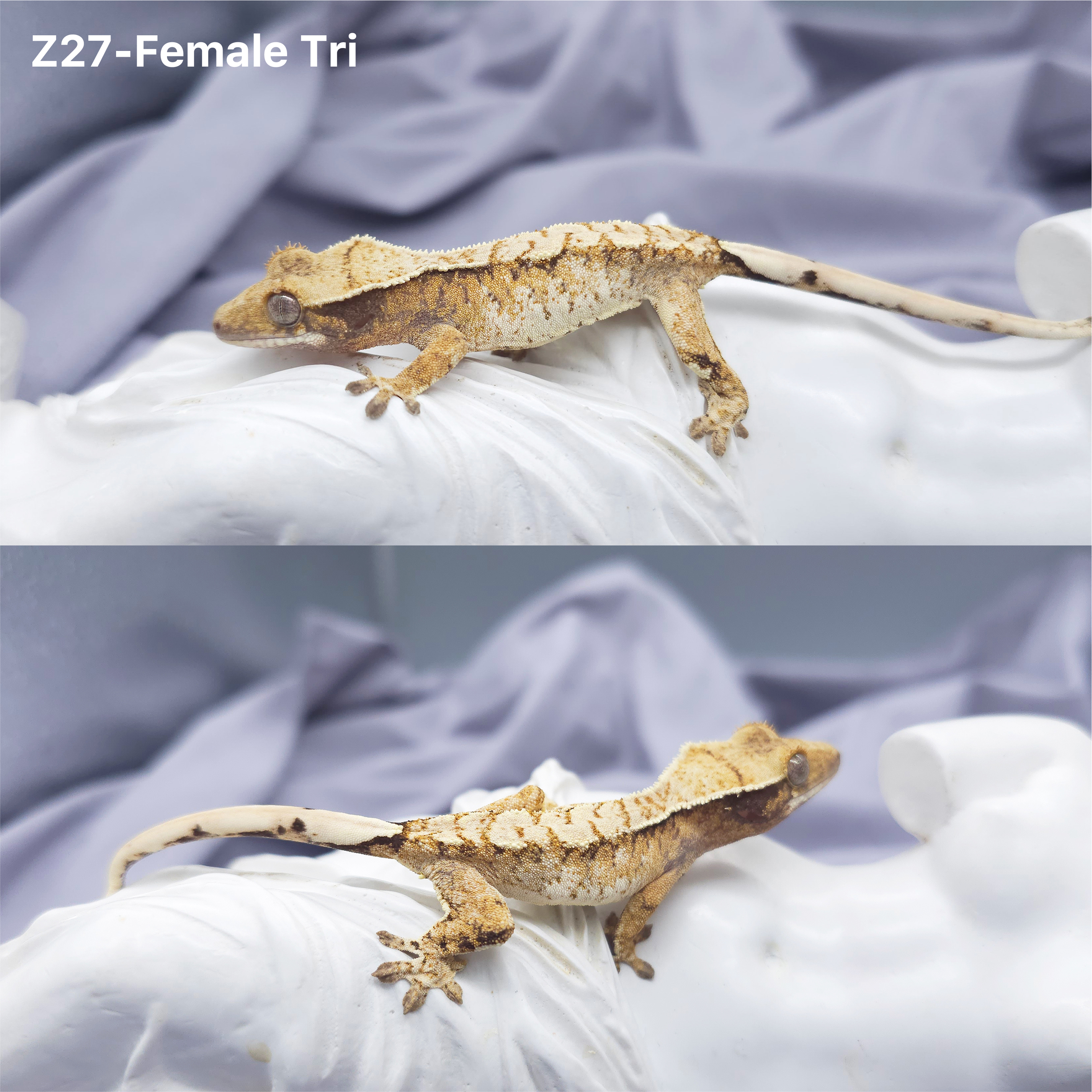 Z27 トライ(F) detail 1