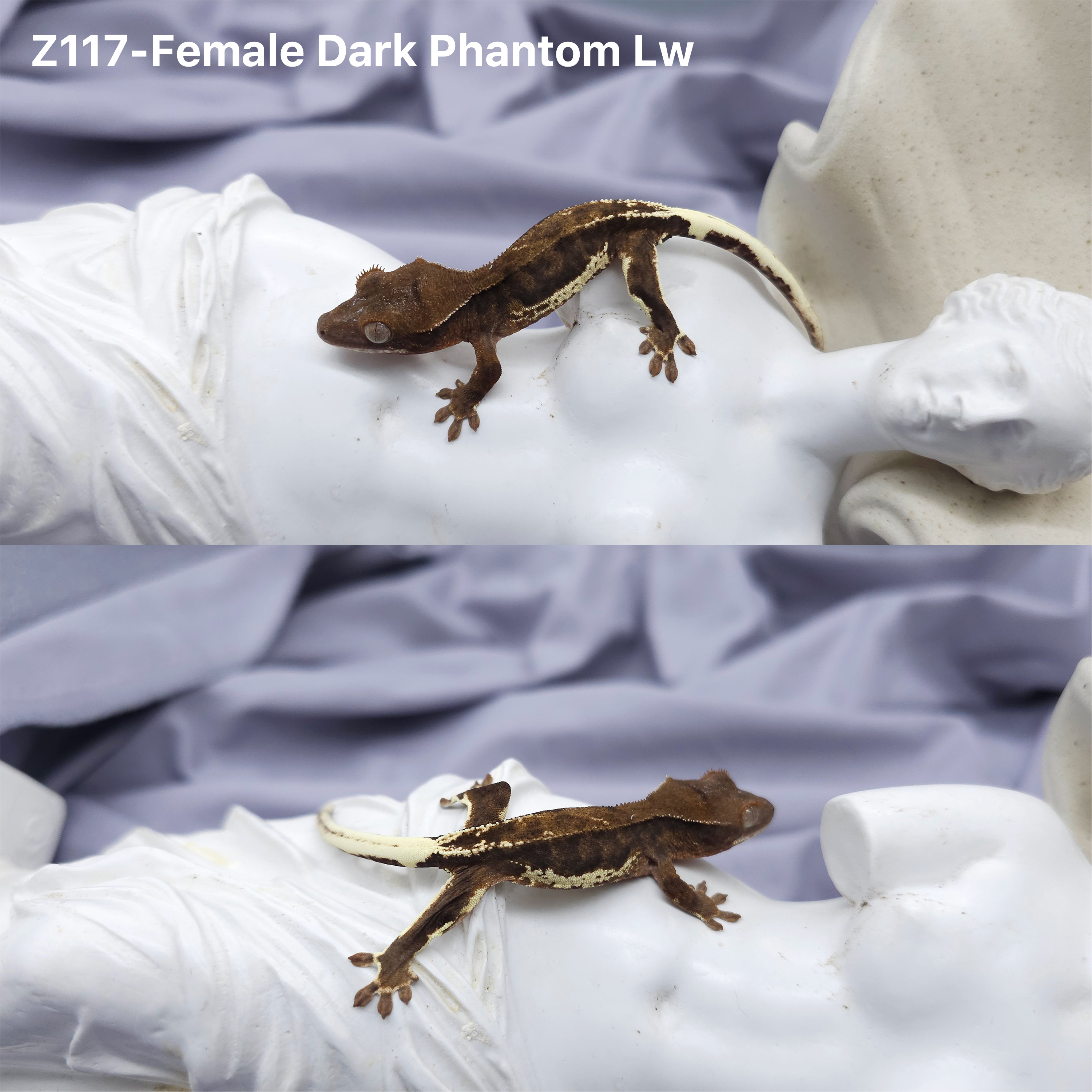 Z117  ダークファントムリリー (F) detail 1