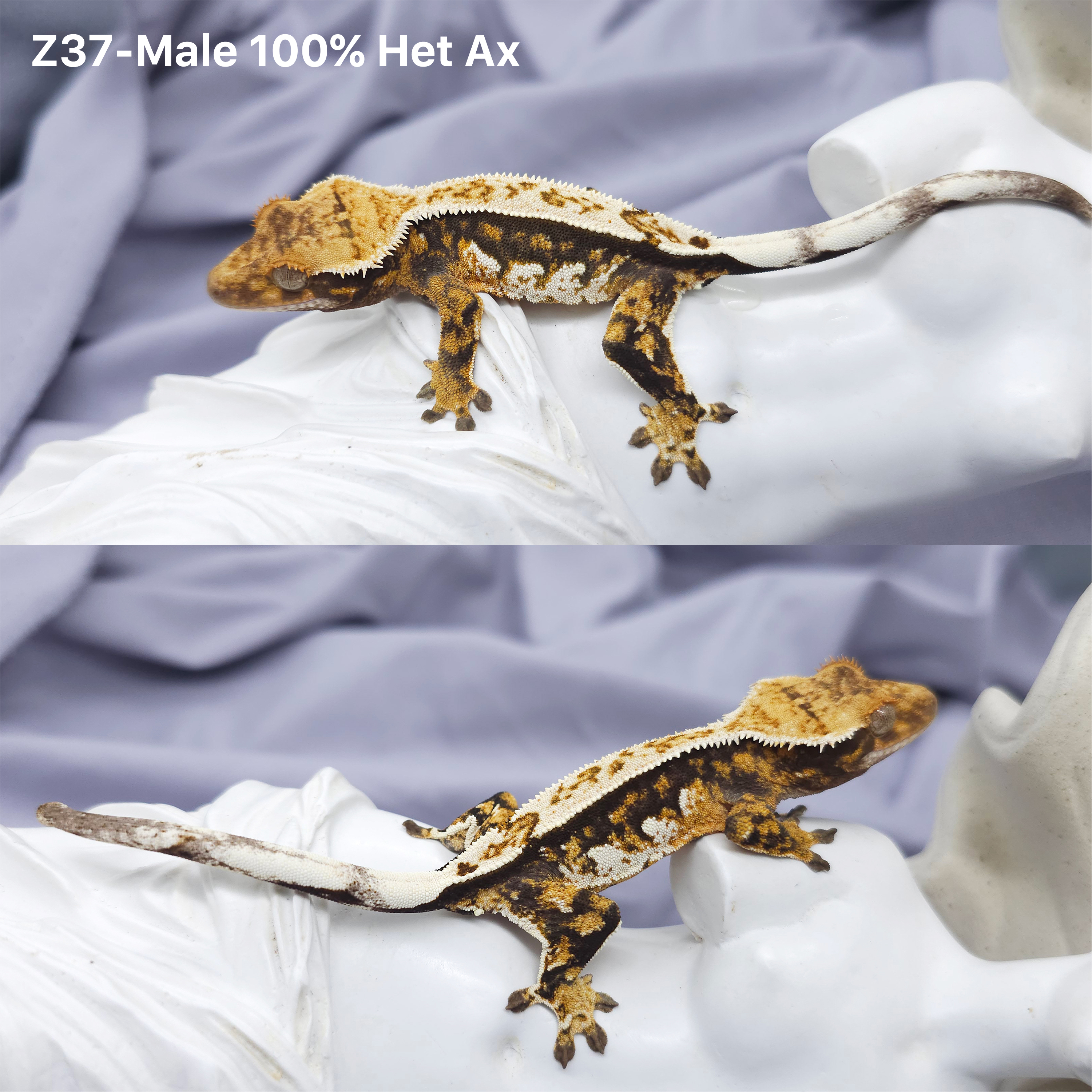 Z37 Het 100 アザンティック (M) detail 1