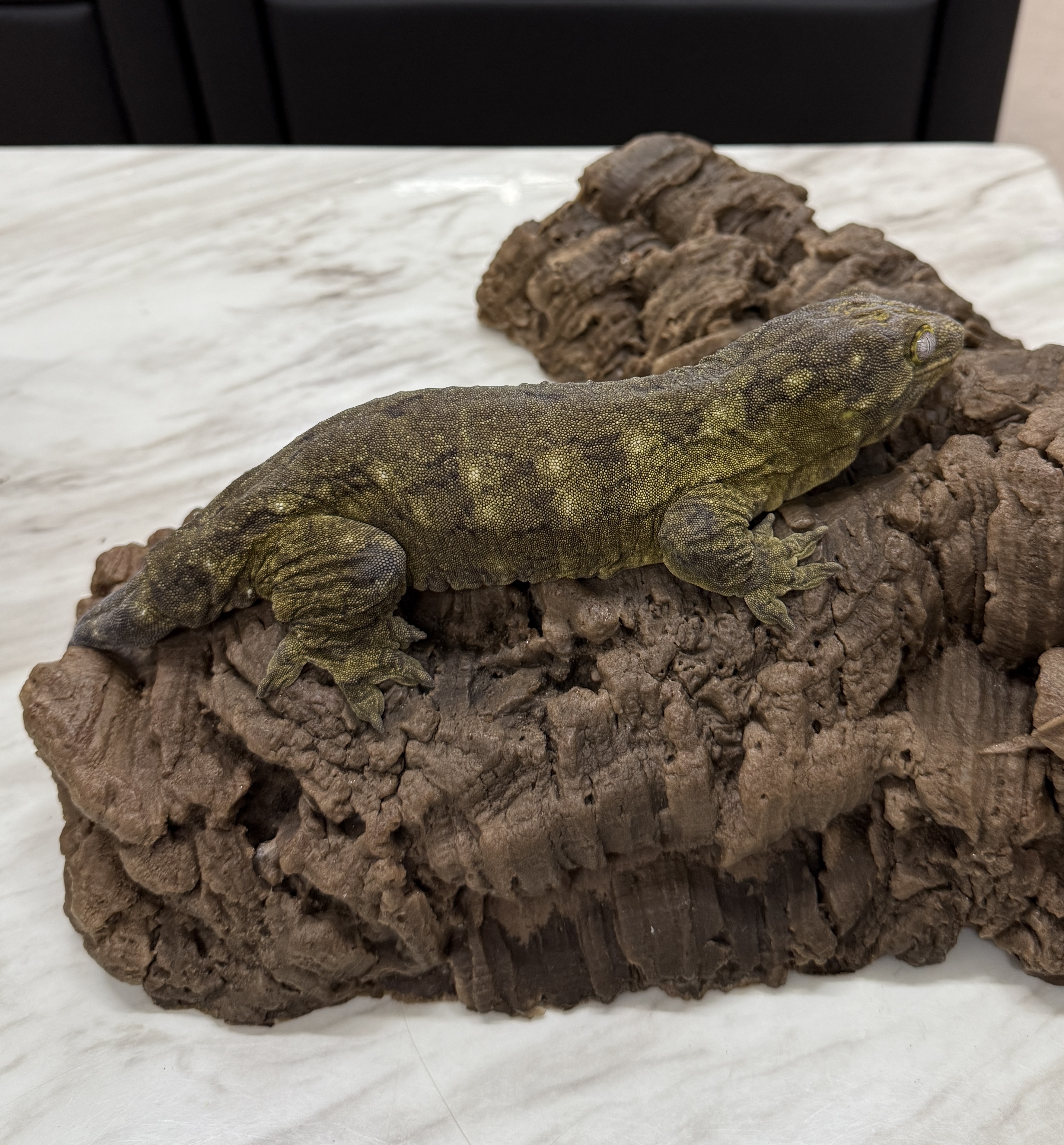 Leapin Leachies - ヤテ (F) detail 2