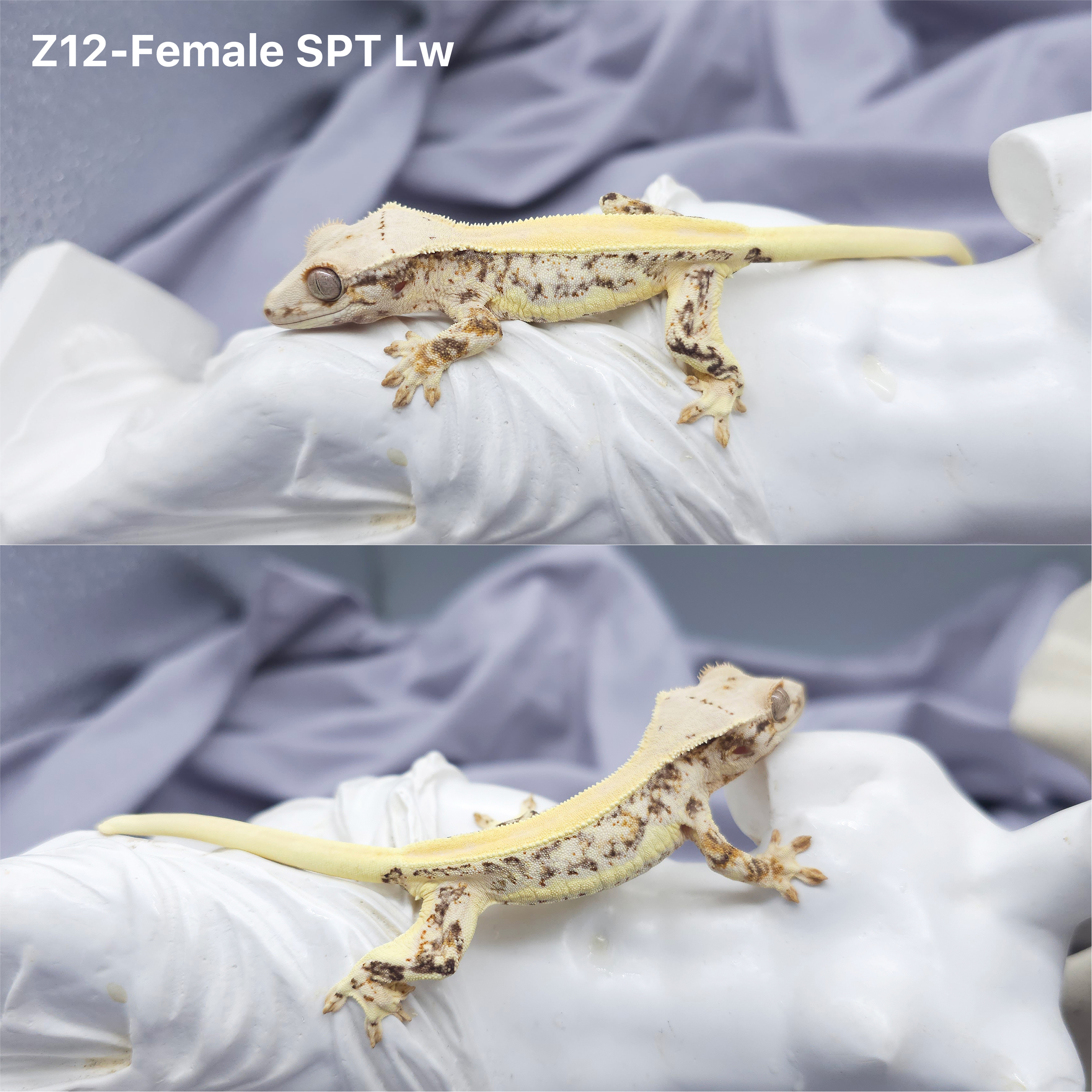 Z12 SPT リリー (F) detail 1