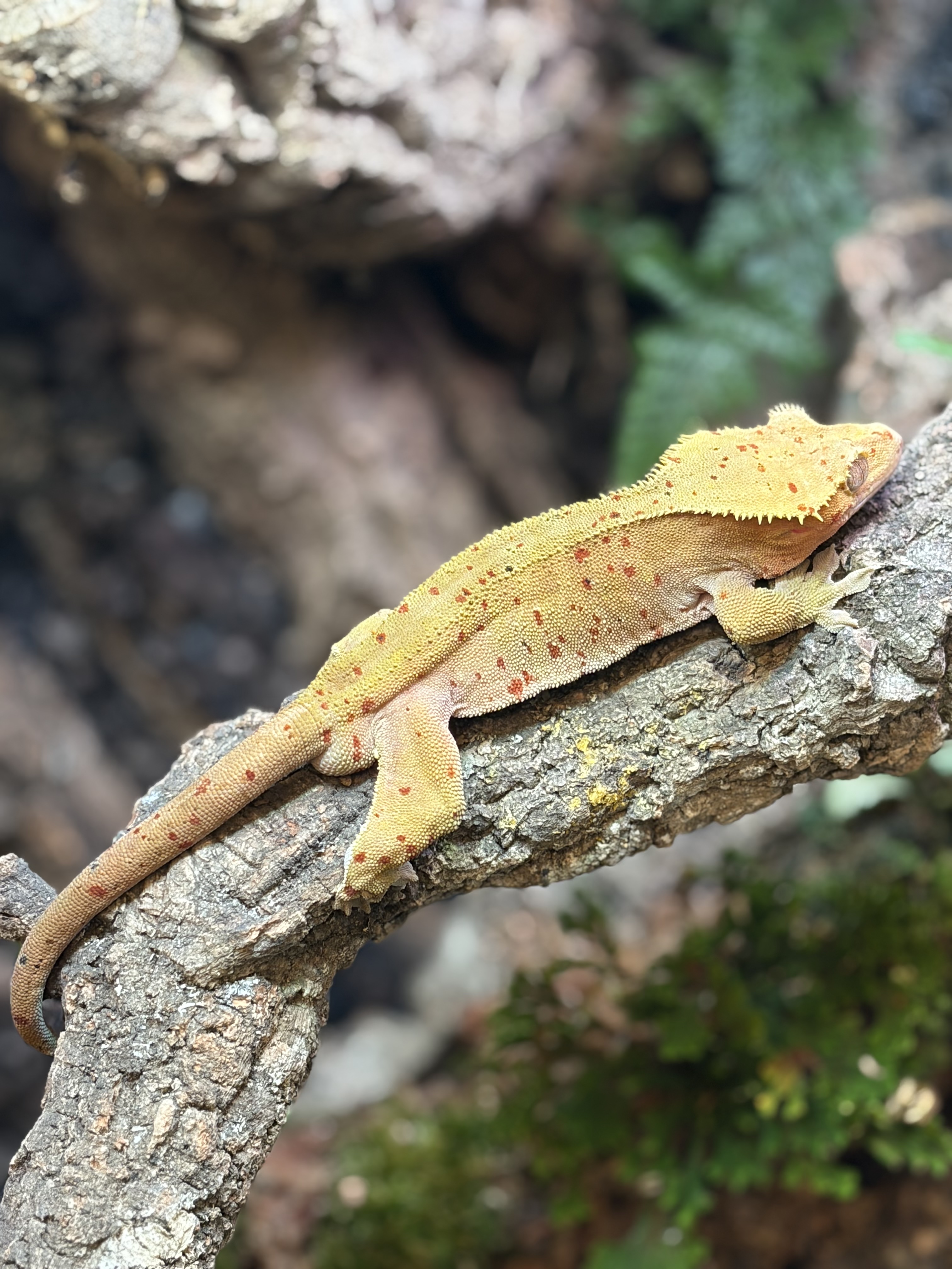 Primal 11. ダルメシアン (M) detail 1