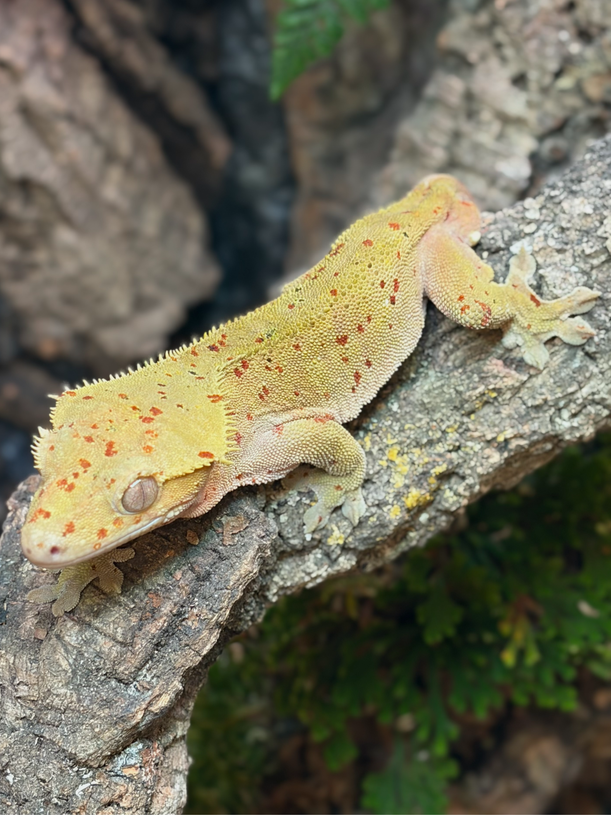 Primal 11. ダルメシアン (M) detail 2