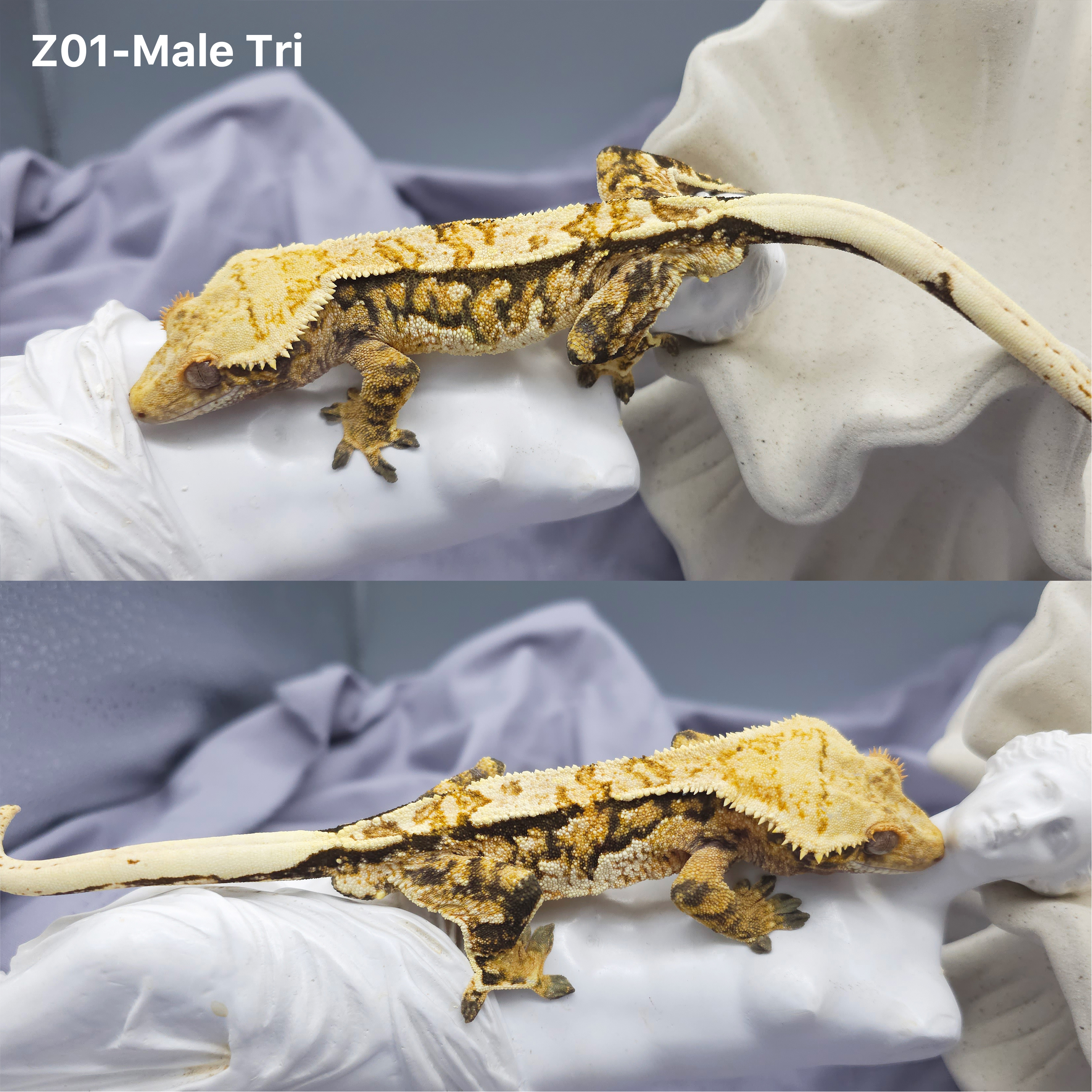 Z1 Tricolor (M) detail 1