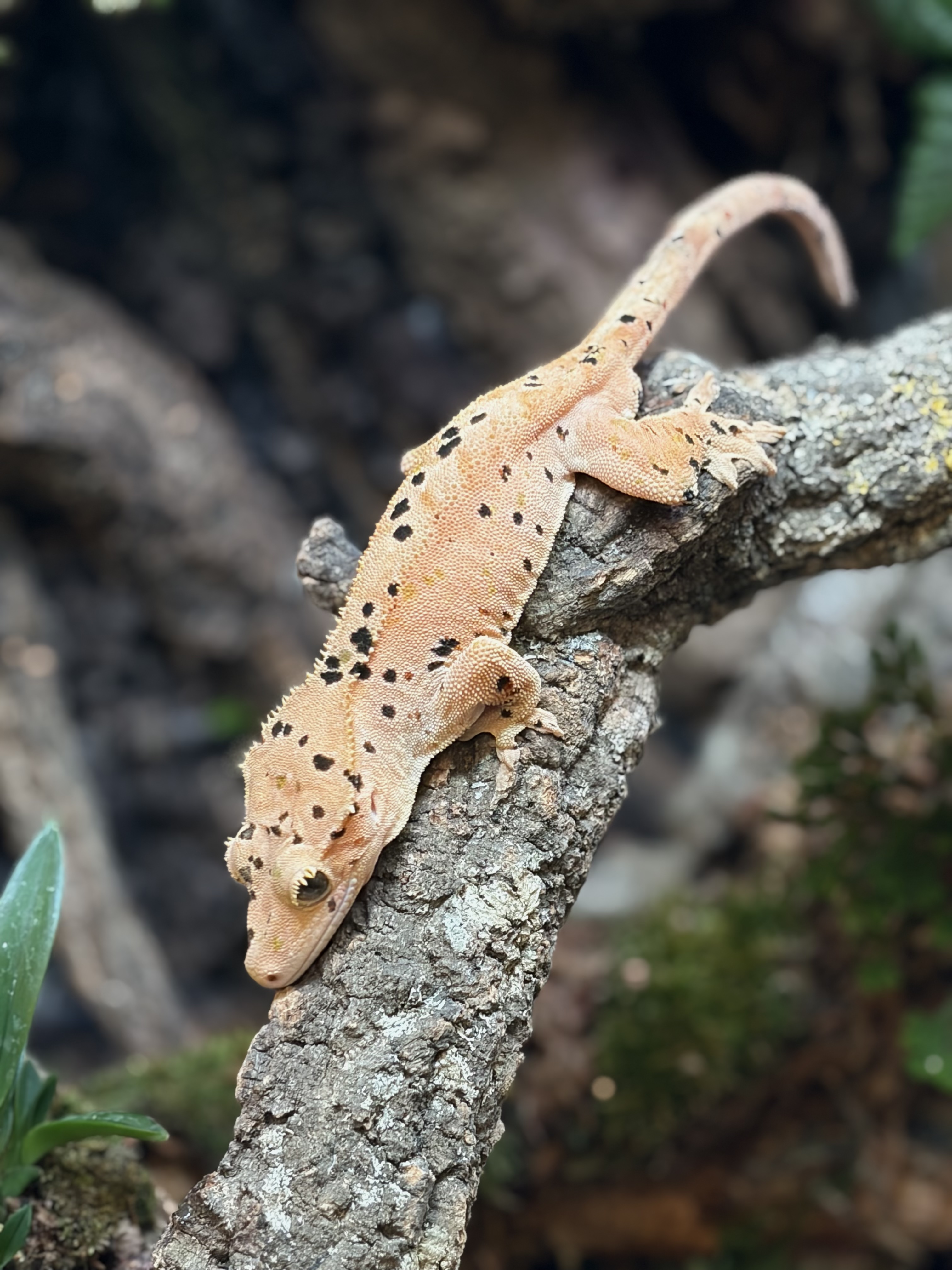 Primal 9. ダルメシアン (M) detail 1