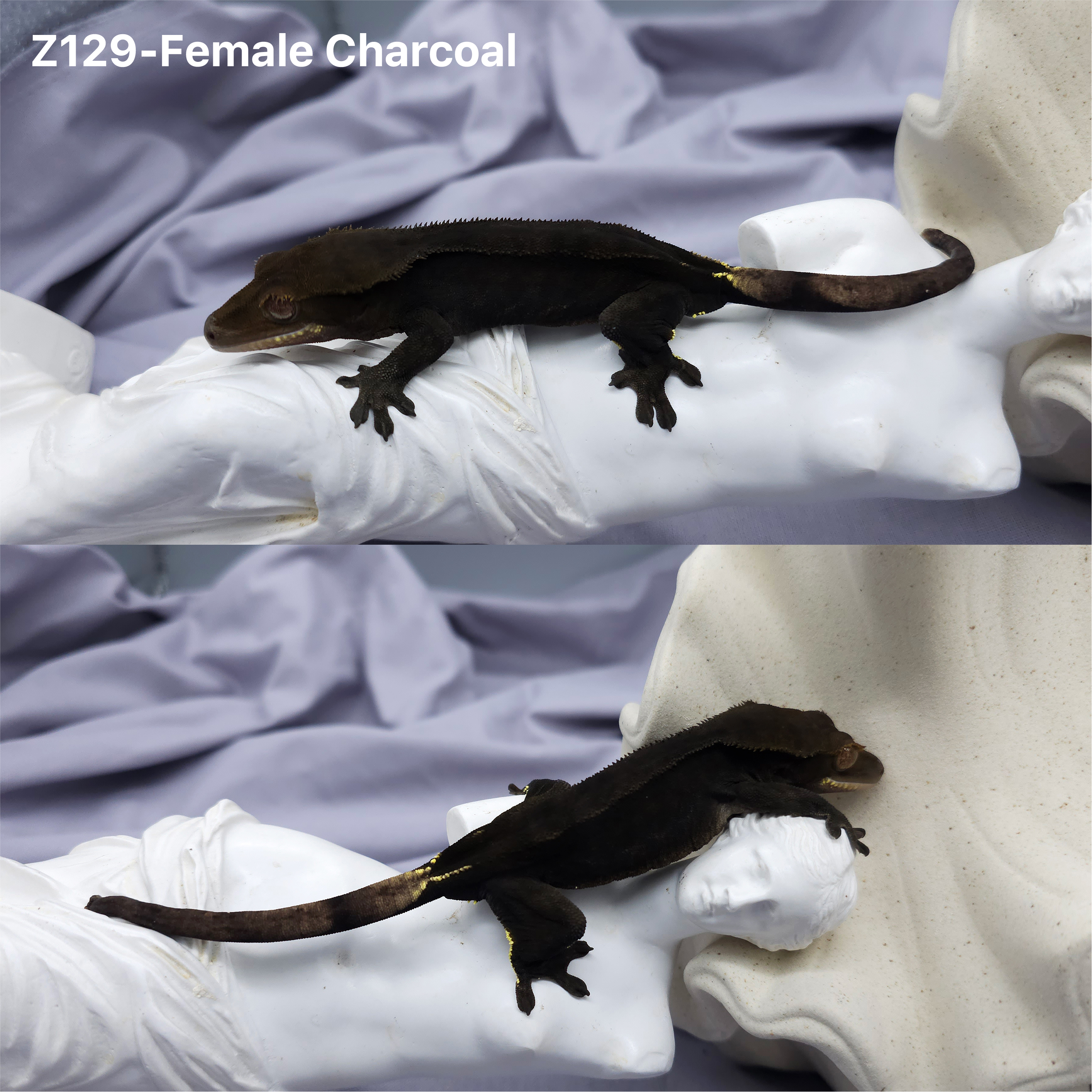 Z129 チャコール (F) detail 1