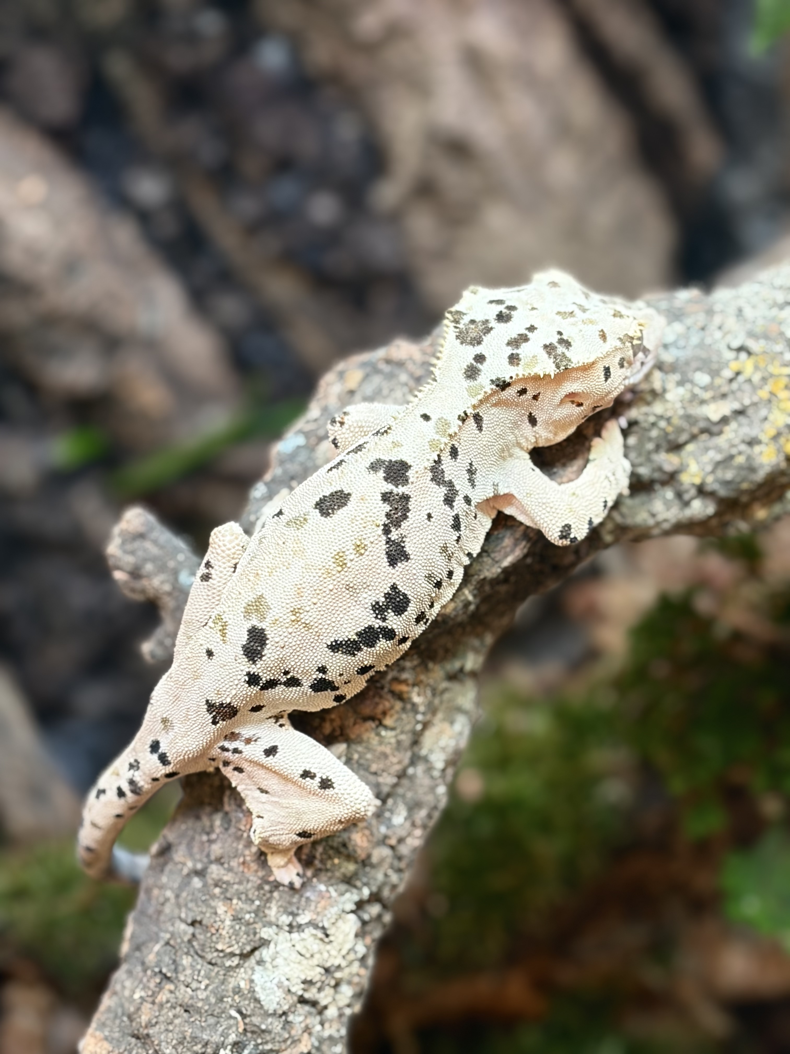 Primal 3. ダルメシアン (F) detail 1