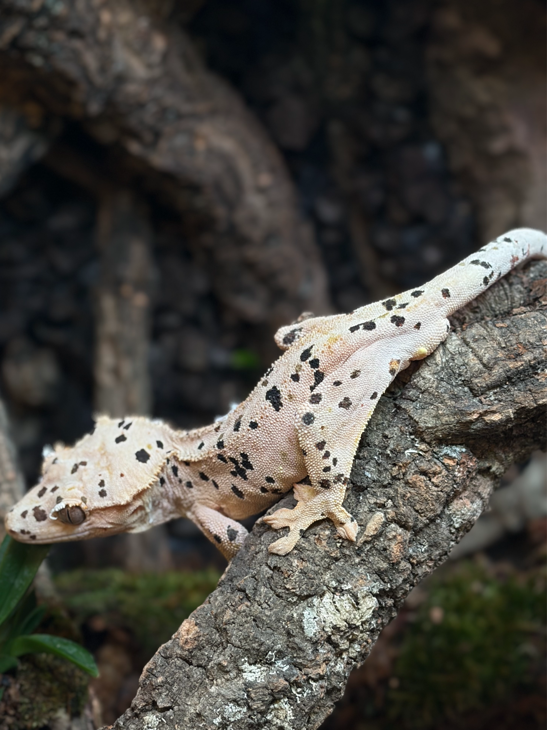 Primal 3. ダルメシアン (F) detail 2