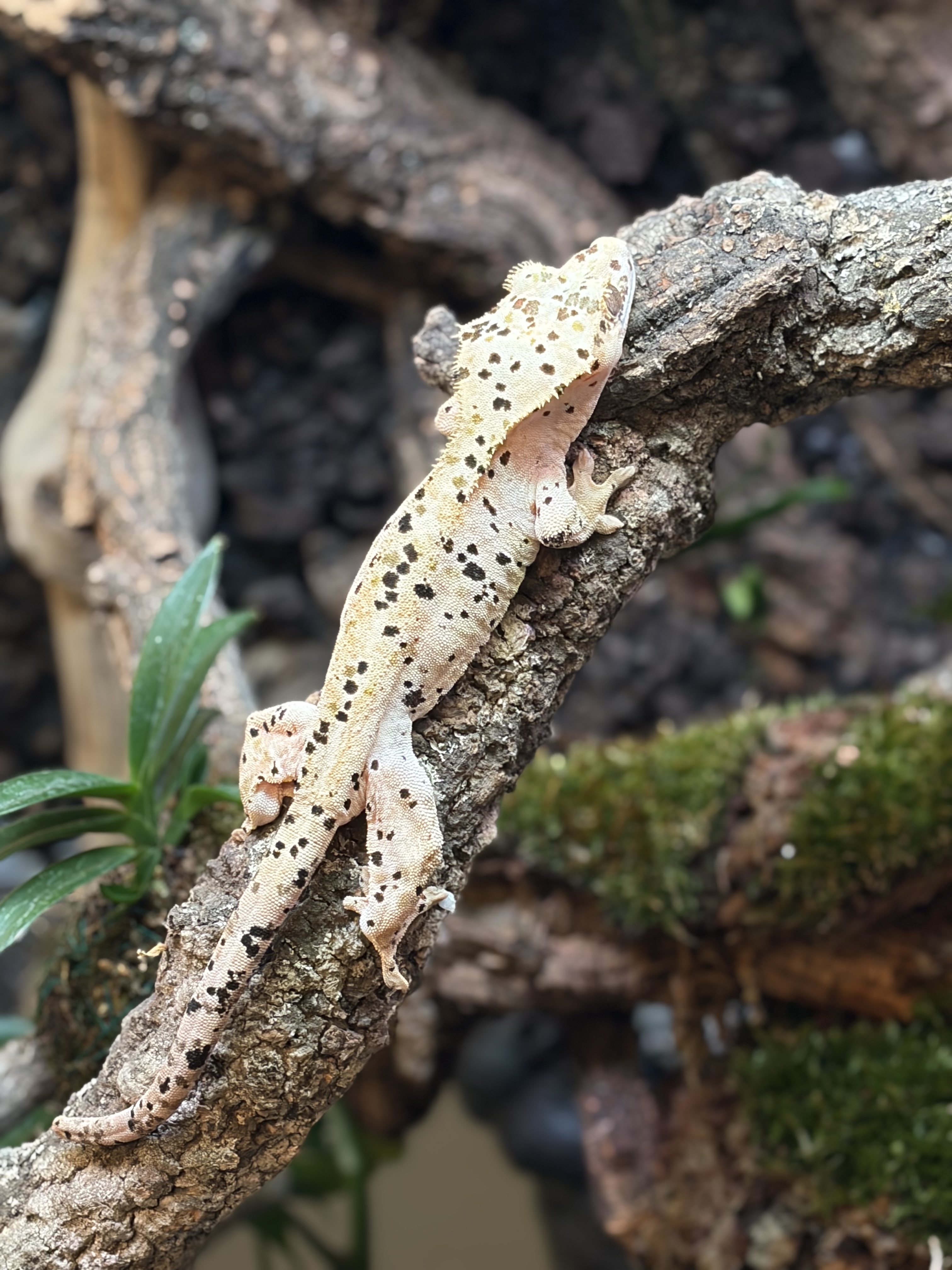 Primal 8. Dalmatian (F) detail 1