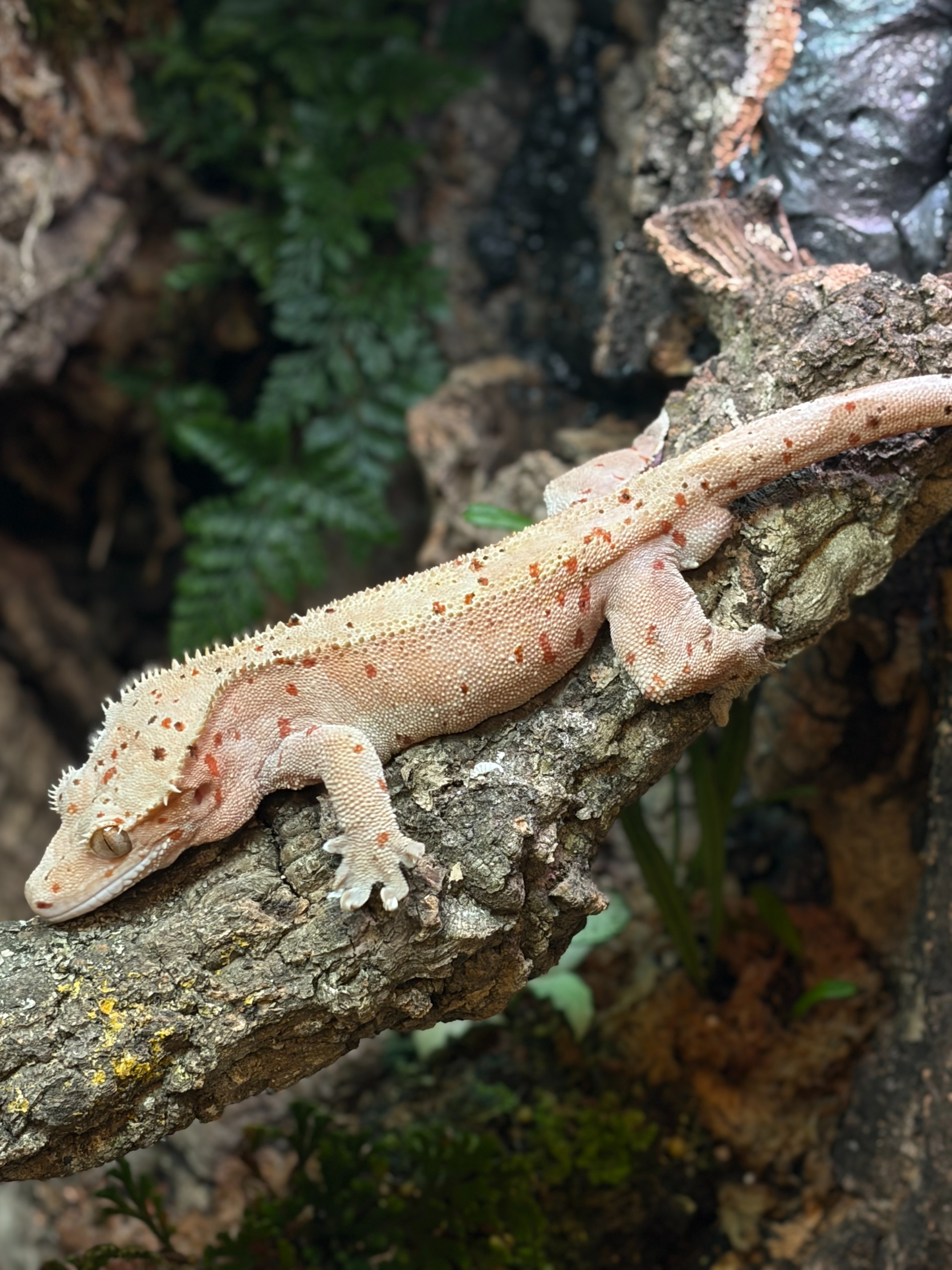 Primal 8. Dalmatian (F) detail 2