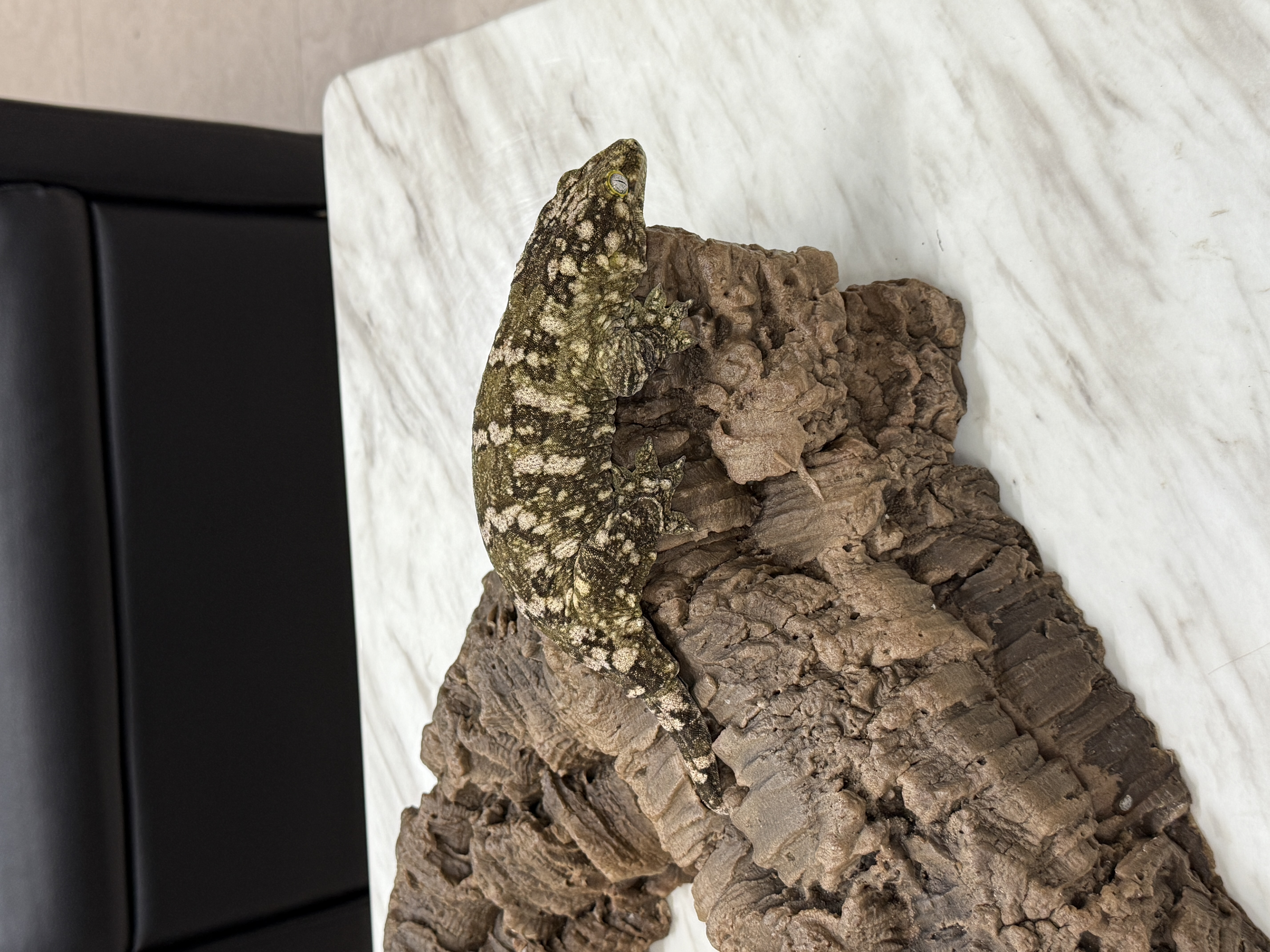 Leapin Leachies - ヌアミ (F) detail 3