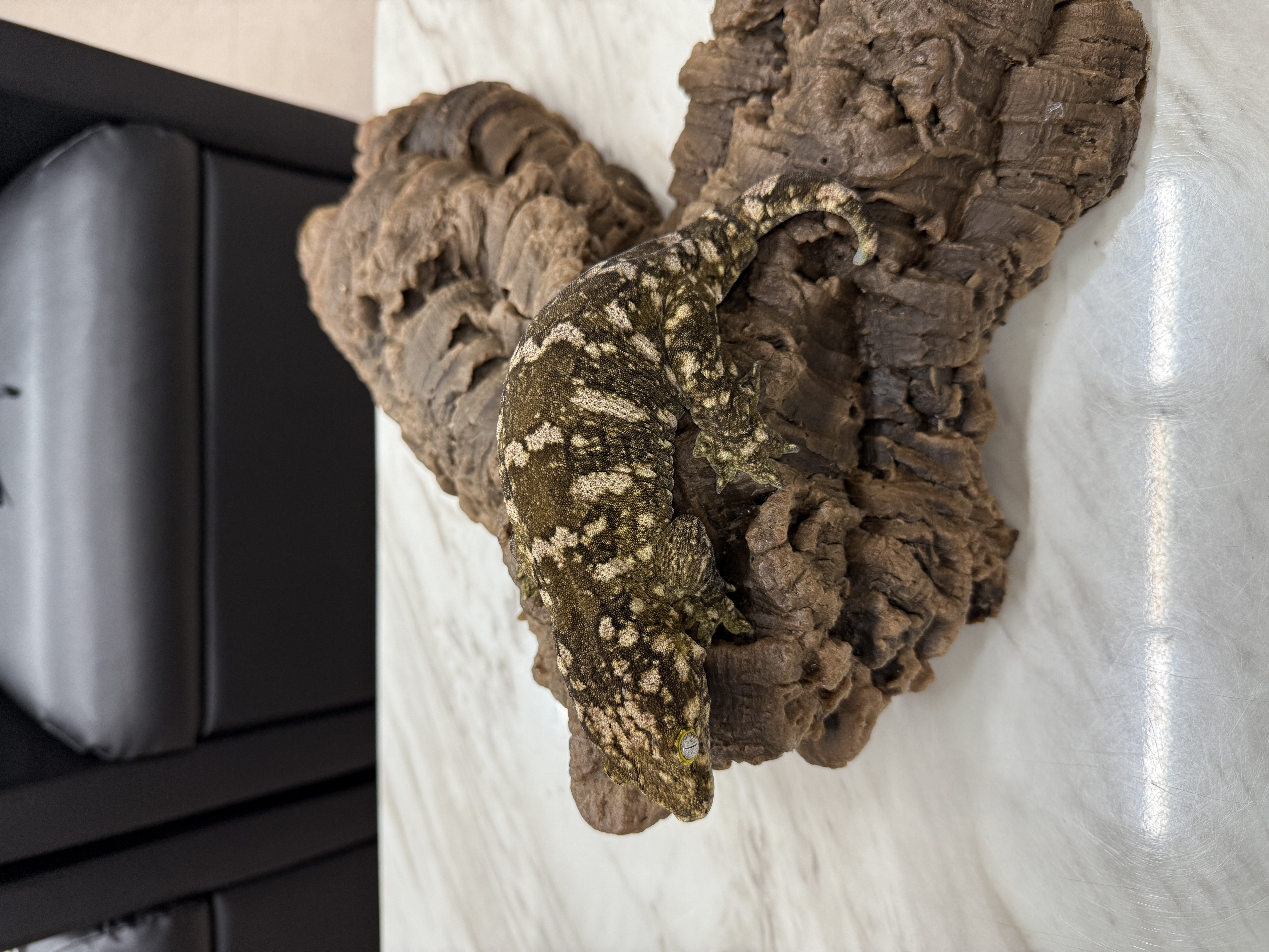 Leapin Leachies - Dumbéa (F) detail 2