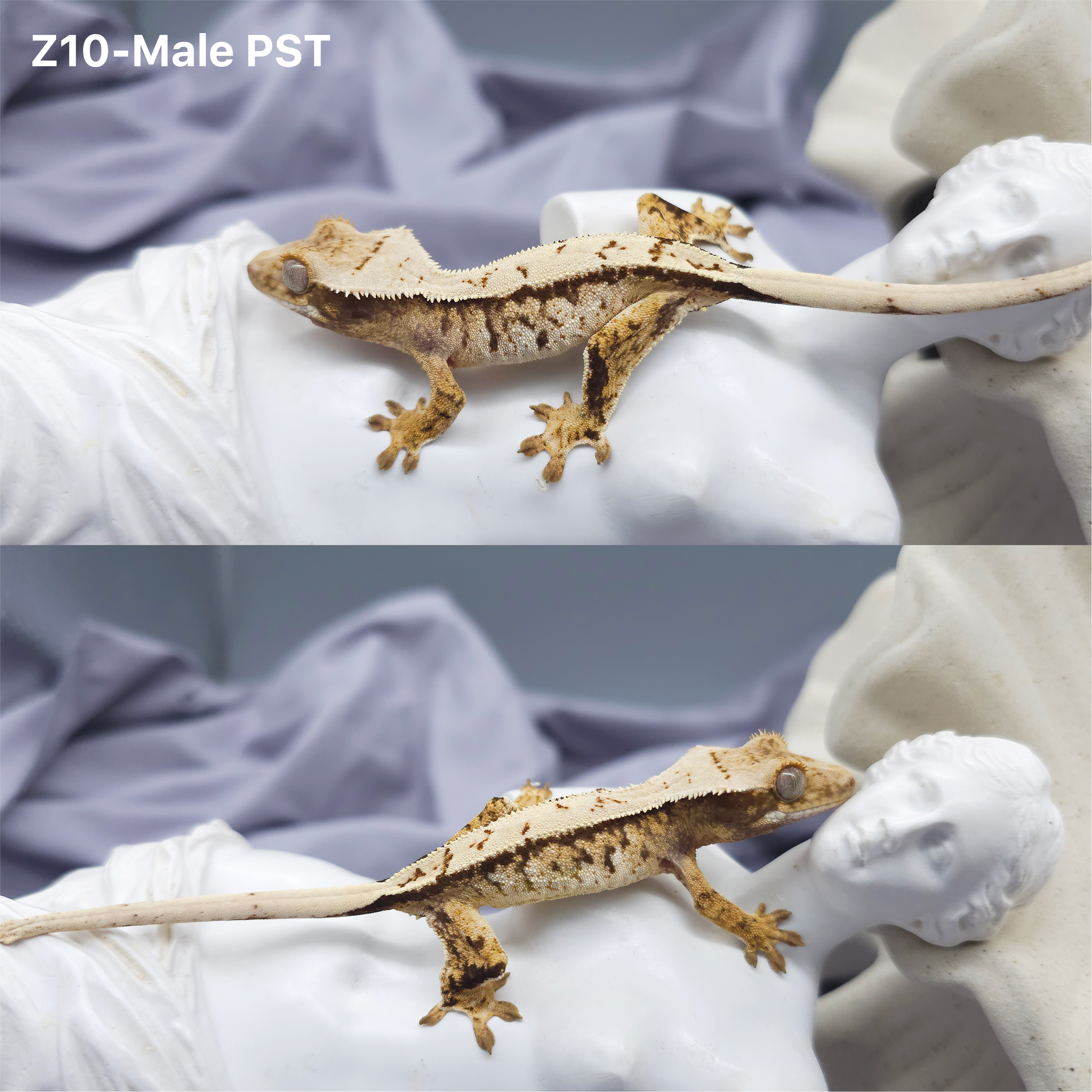 Z10 PST (M) detail 1