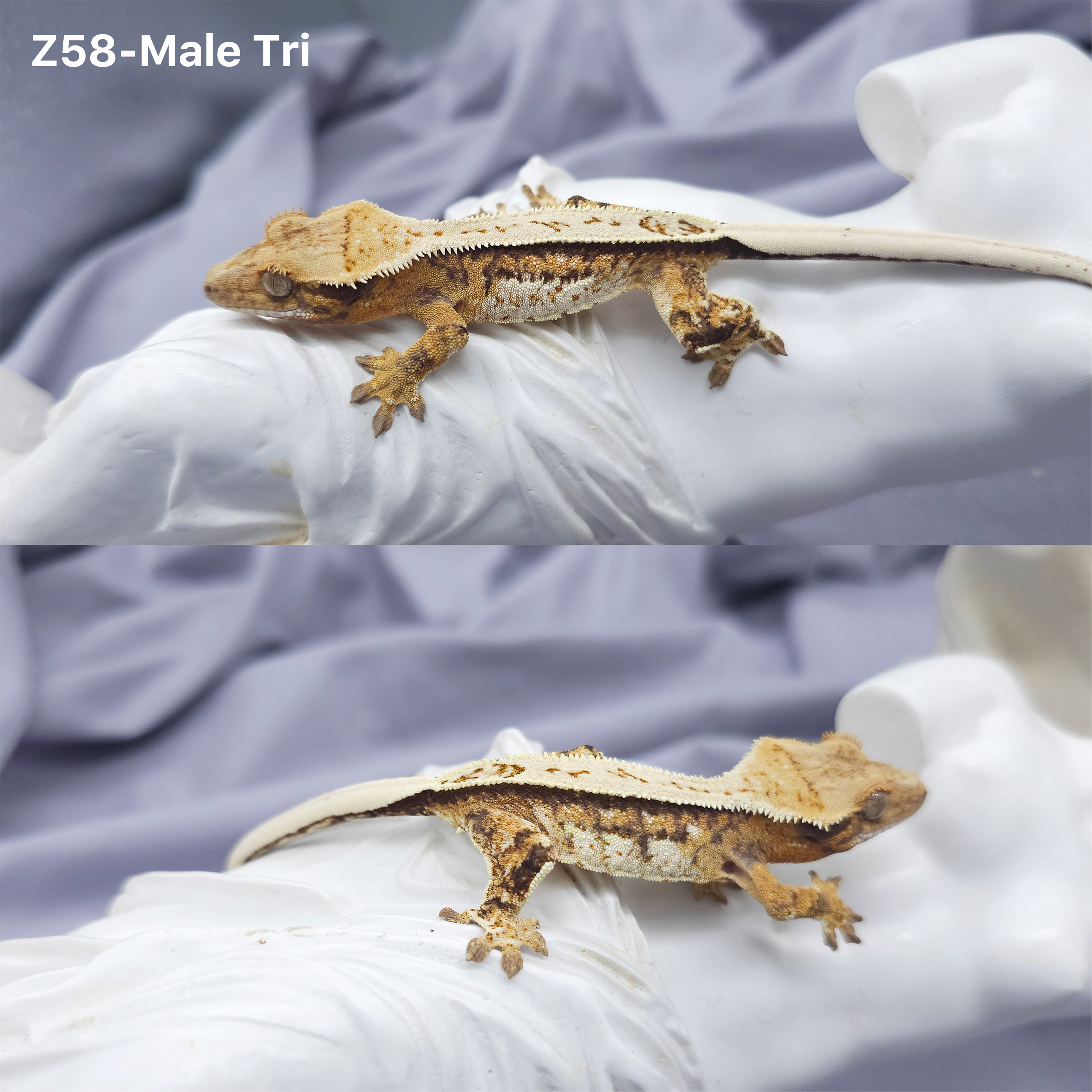 Z58 Tricolor (M) detail 1