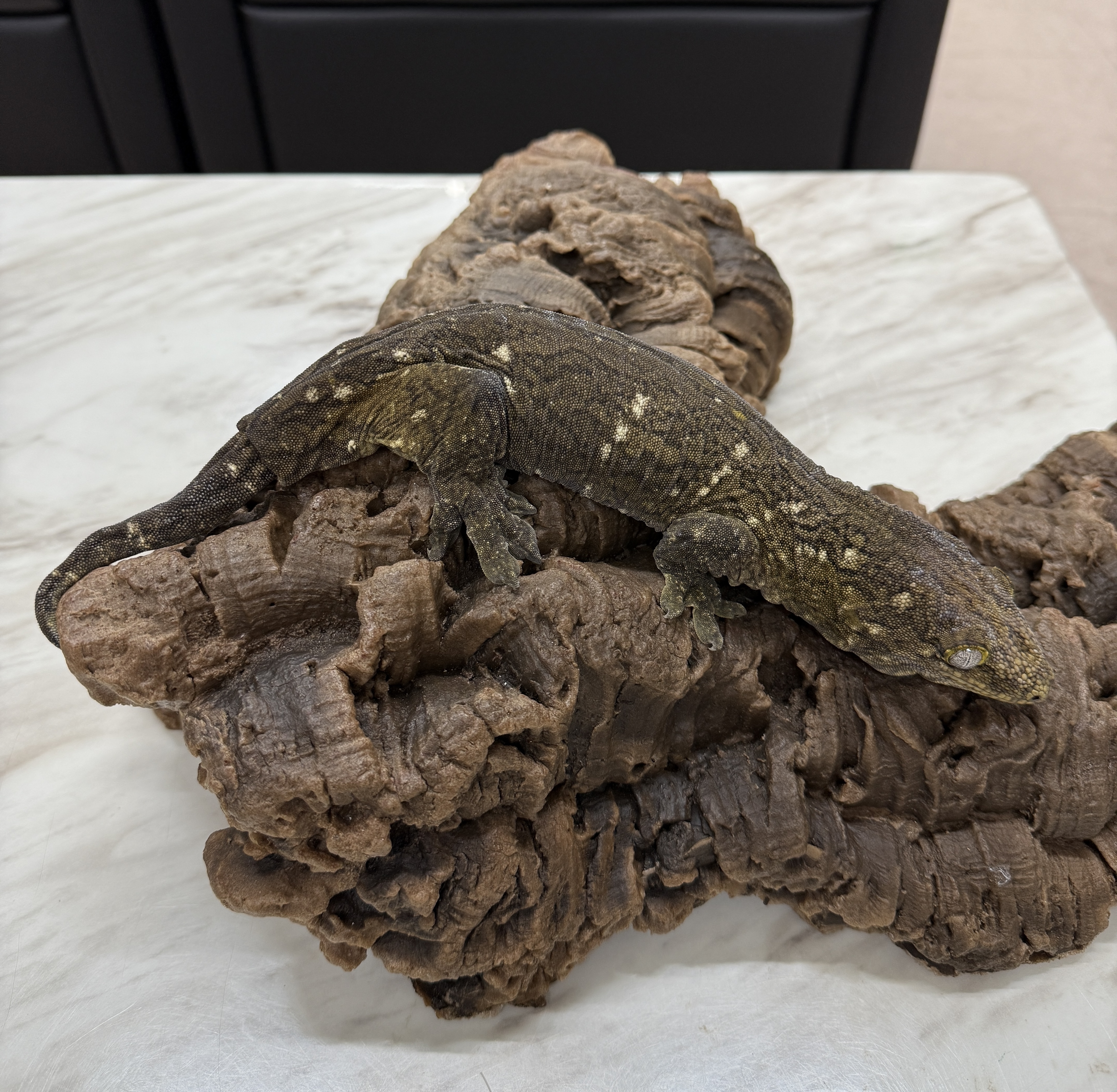 Leapin Leachies - タイプ C x タイプ A (F) detail 1