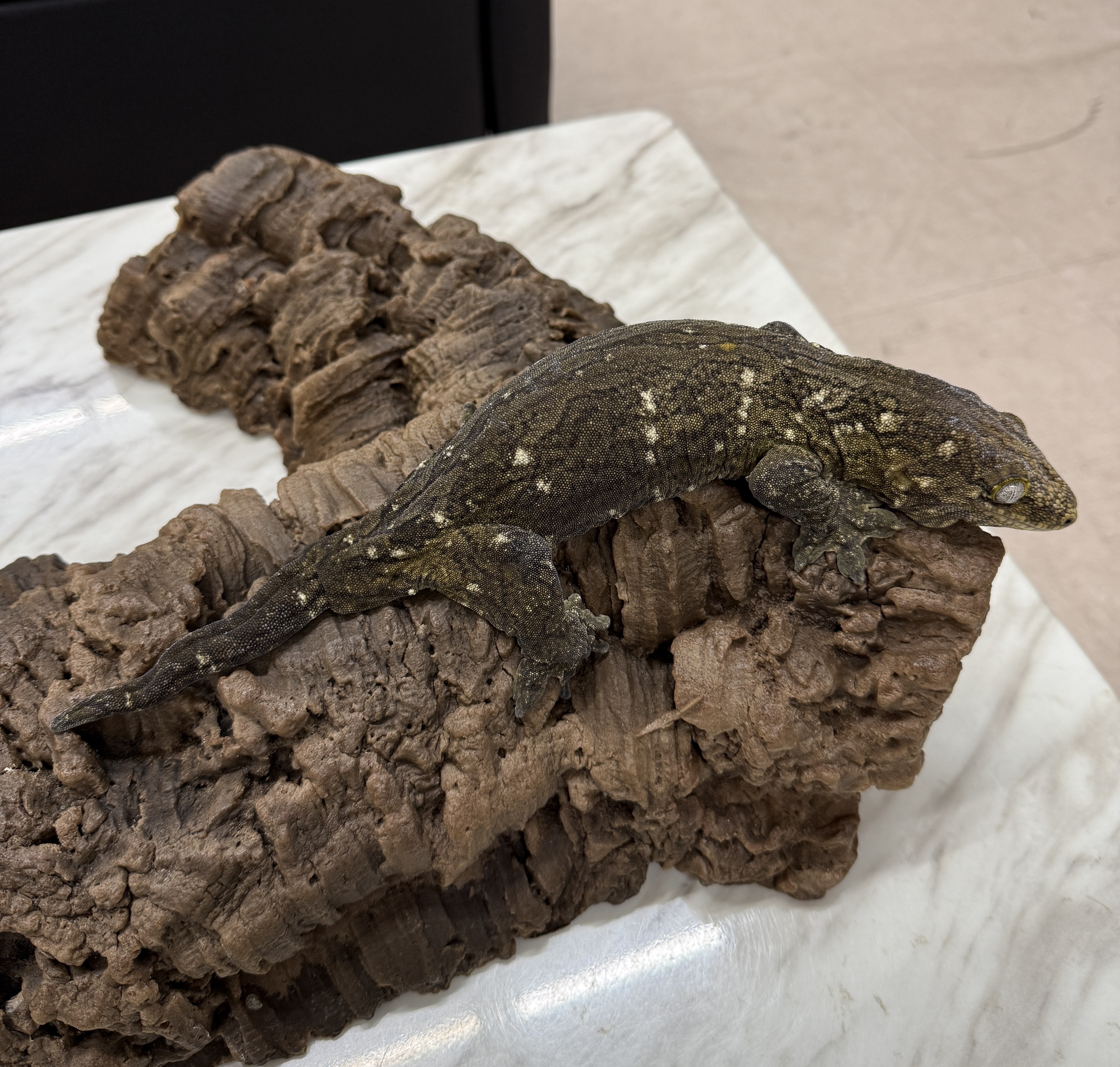 Leapin Leachies - タイプ C x タイプ A (F) detail 3