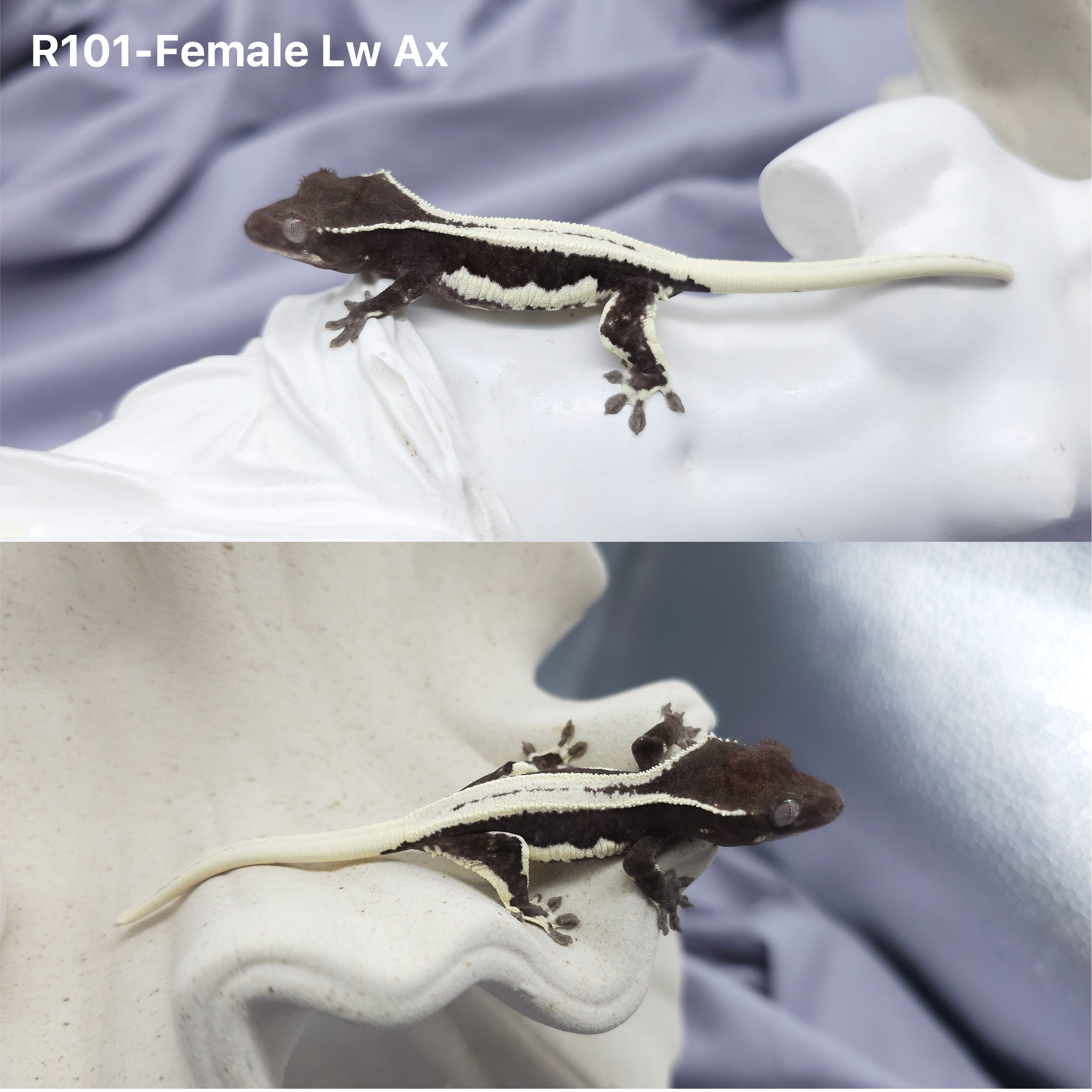 Z101  リリーアザンティック (F) detail 1