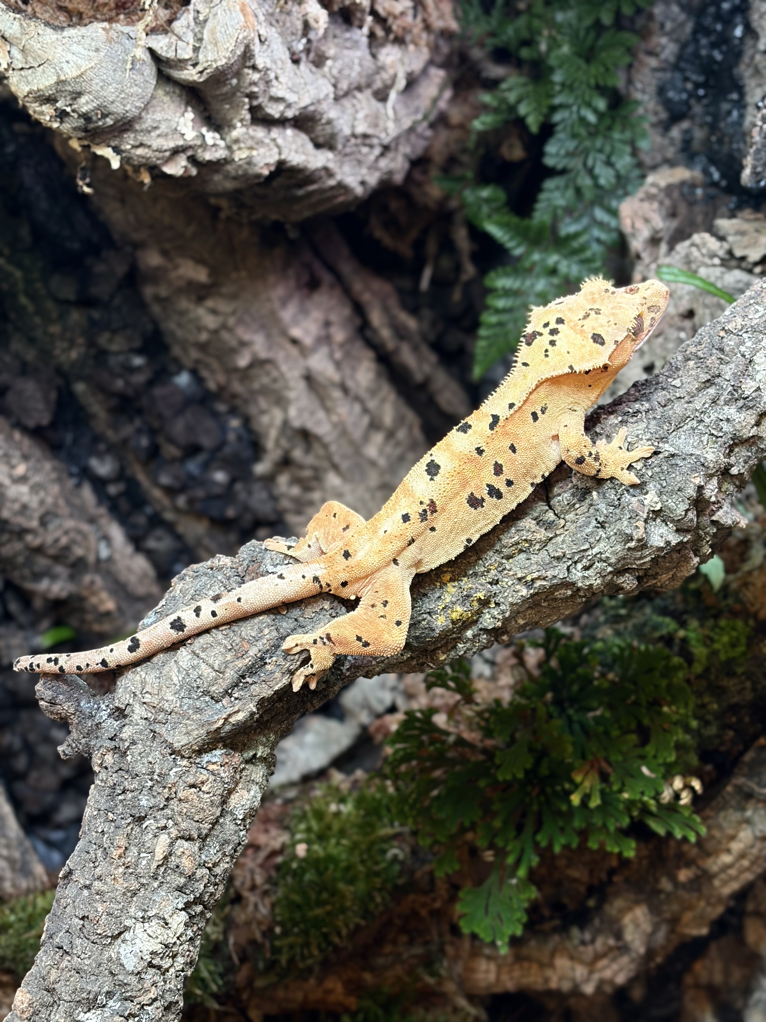 Primal 1. ダルメシアン (F) detail 1