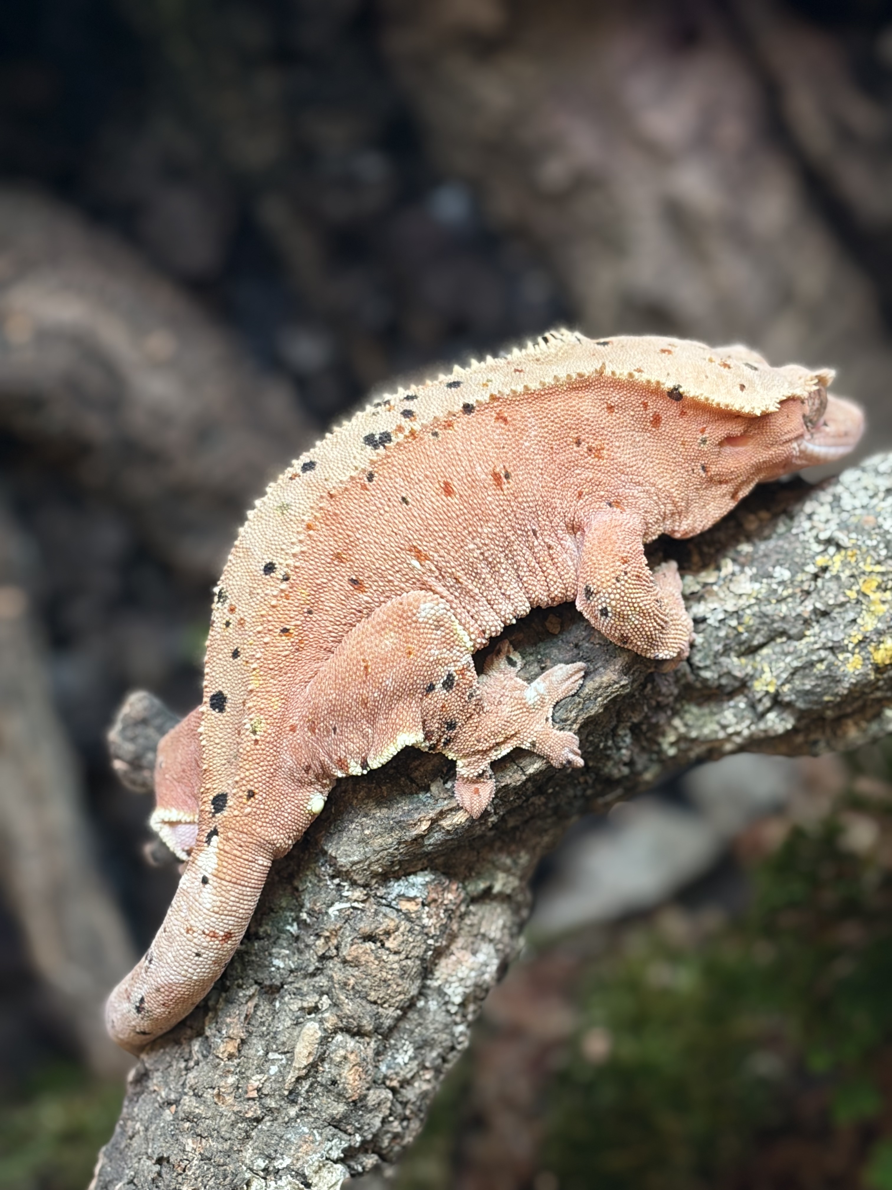 Primal 12. Dalmatian (F) detail 1