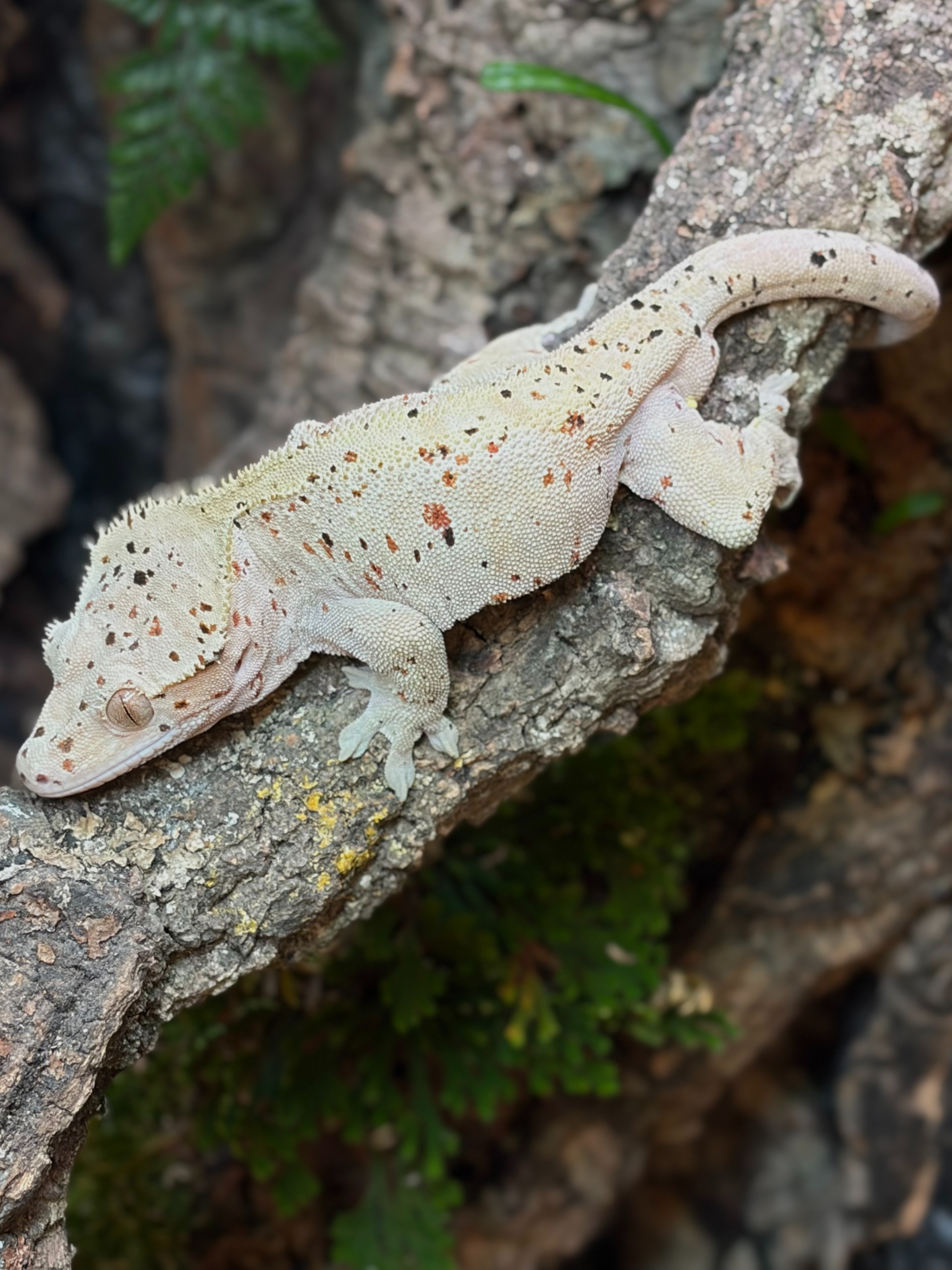 Primal 12. Dalmatian (F) detail 2