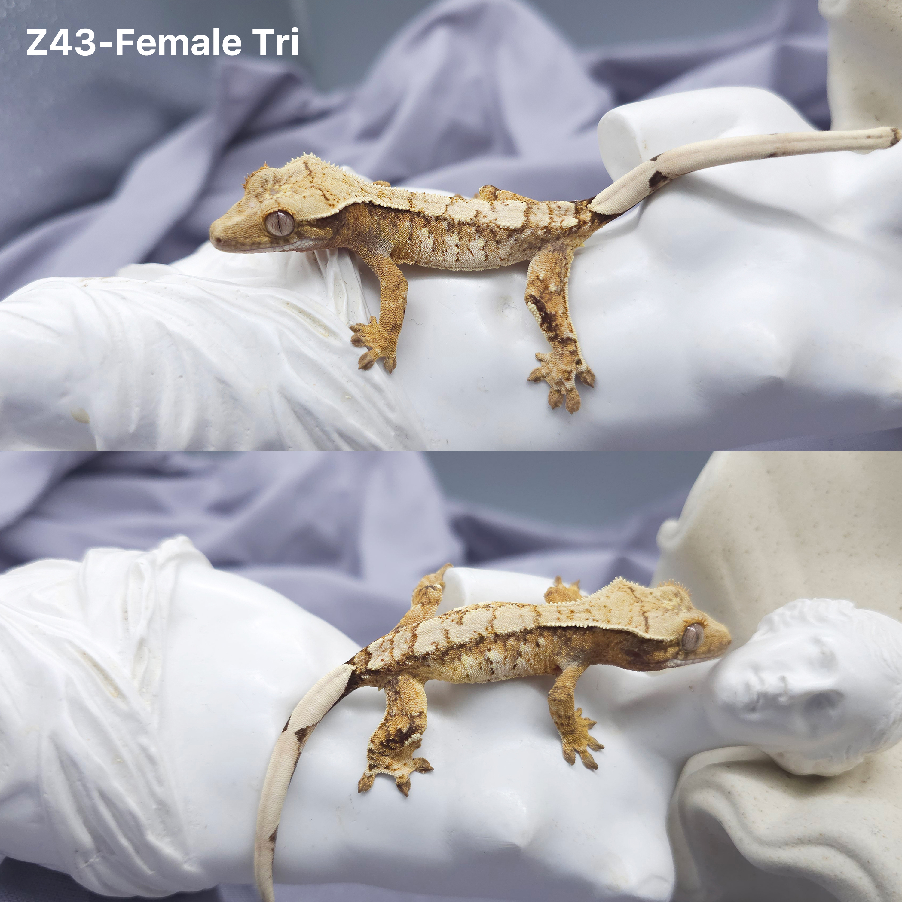 Z43 トライ (F) detail 1