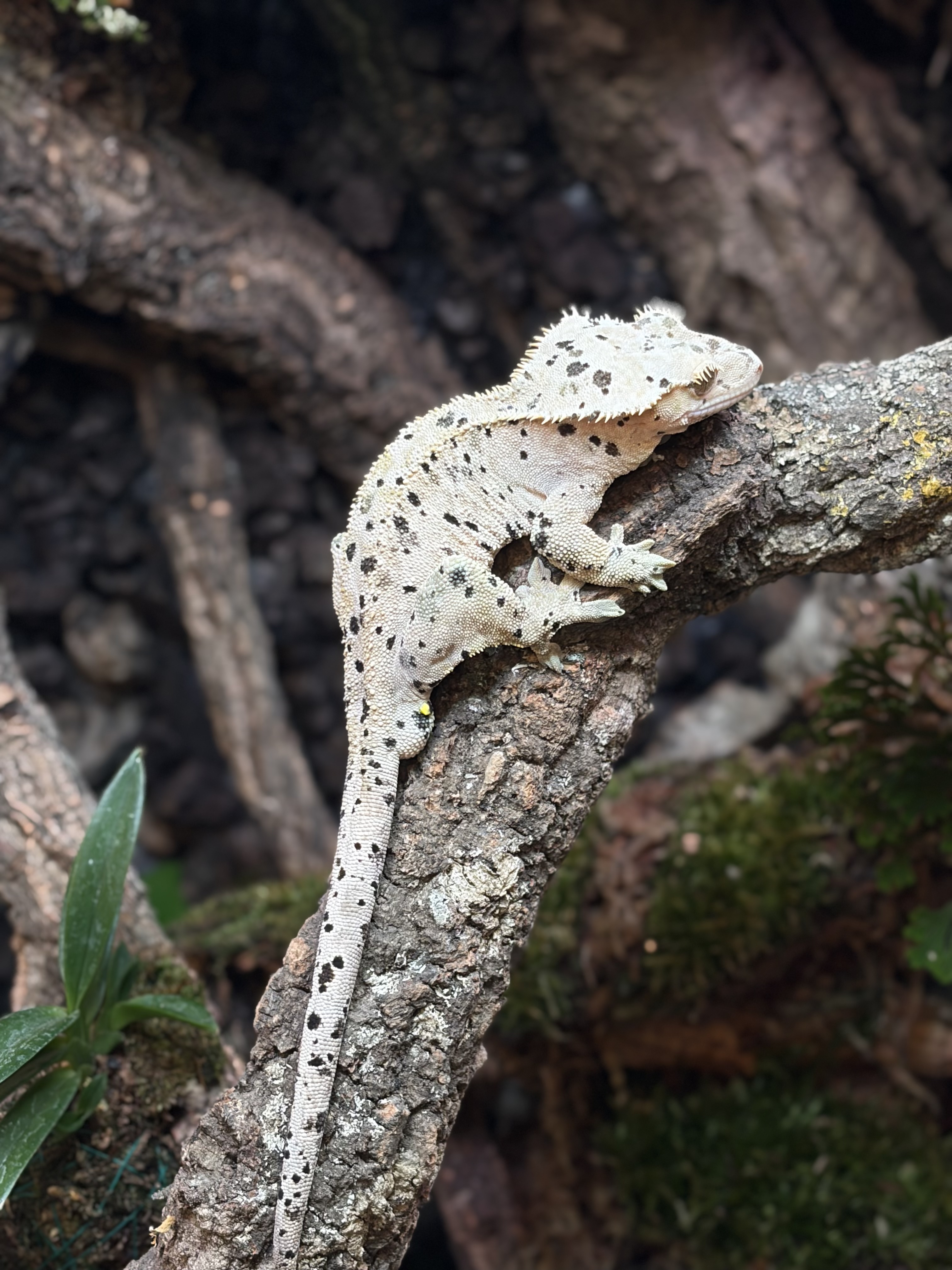 Primal 2. ダルメシアン (M) detail 1