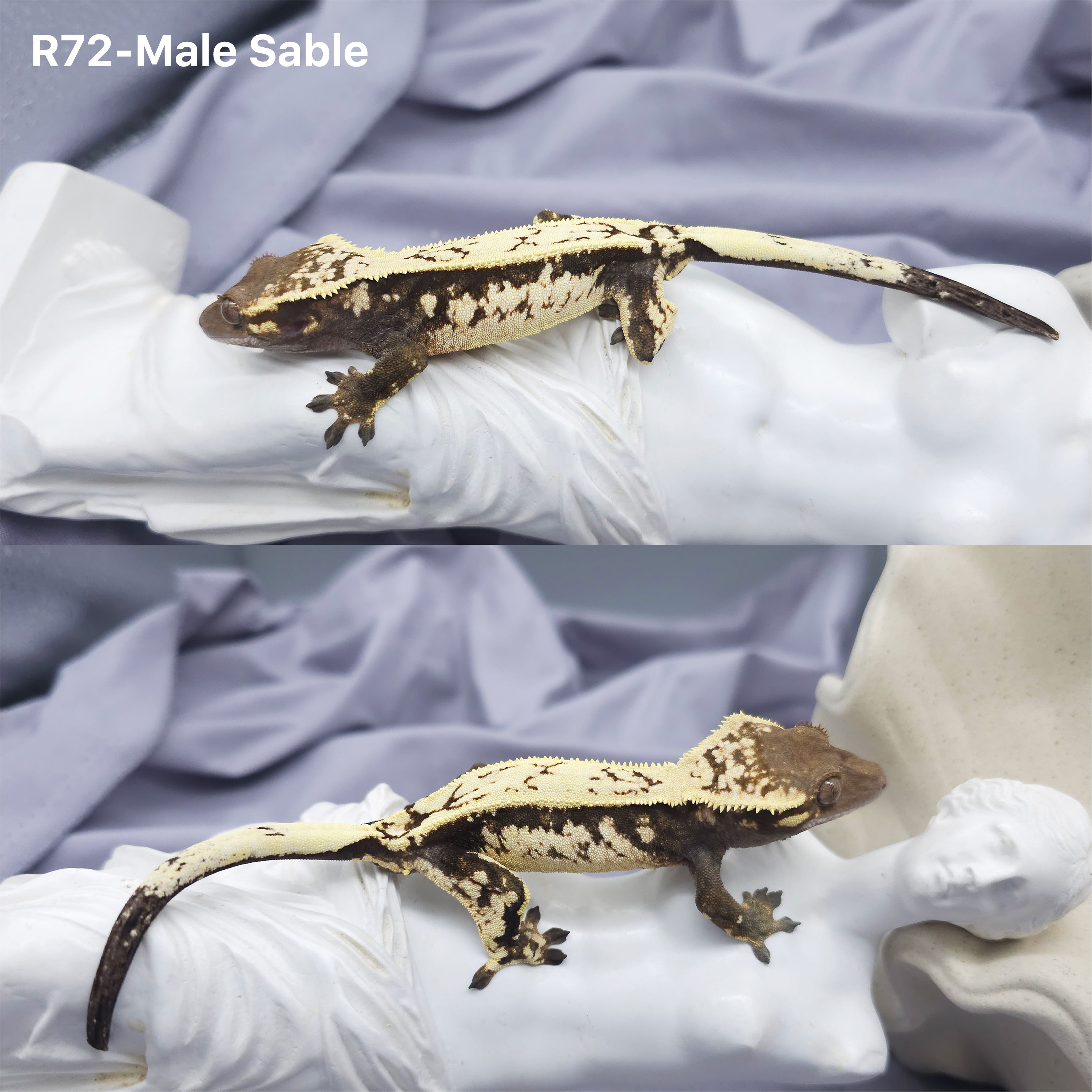 Z72 セーブル (M) detail 1