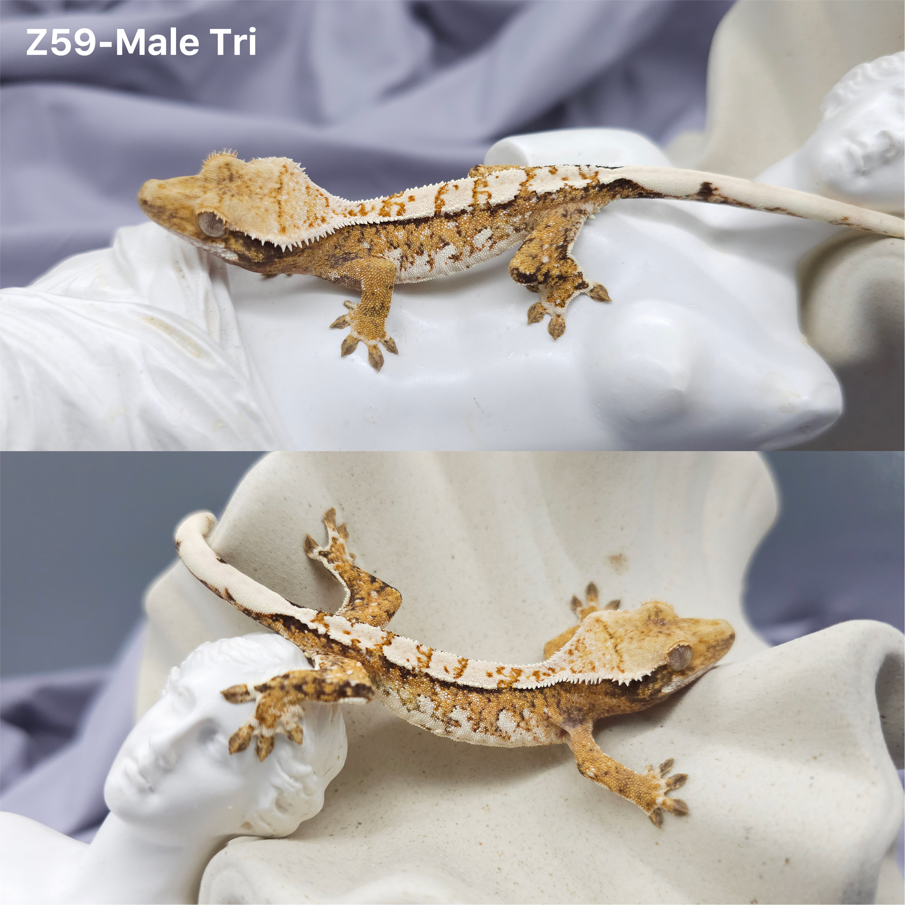 Z59 Tricolor (M) detail 1