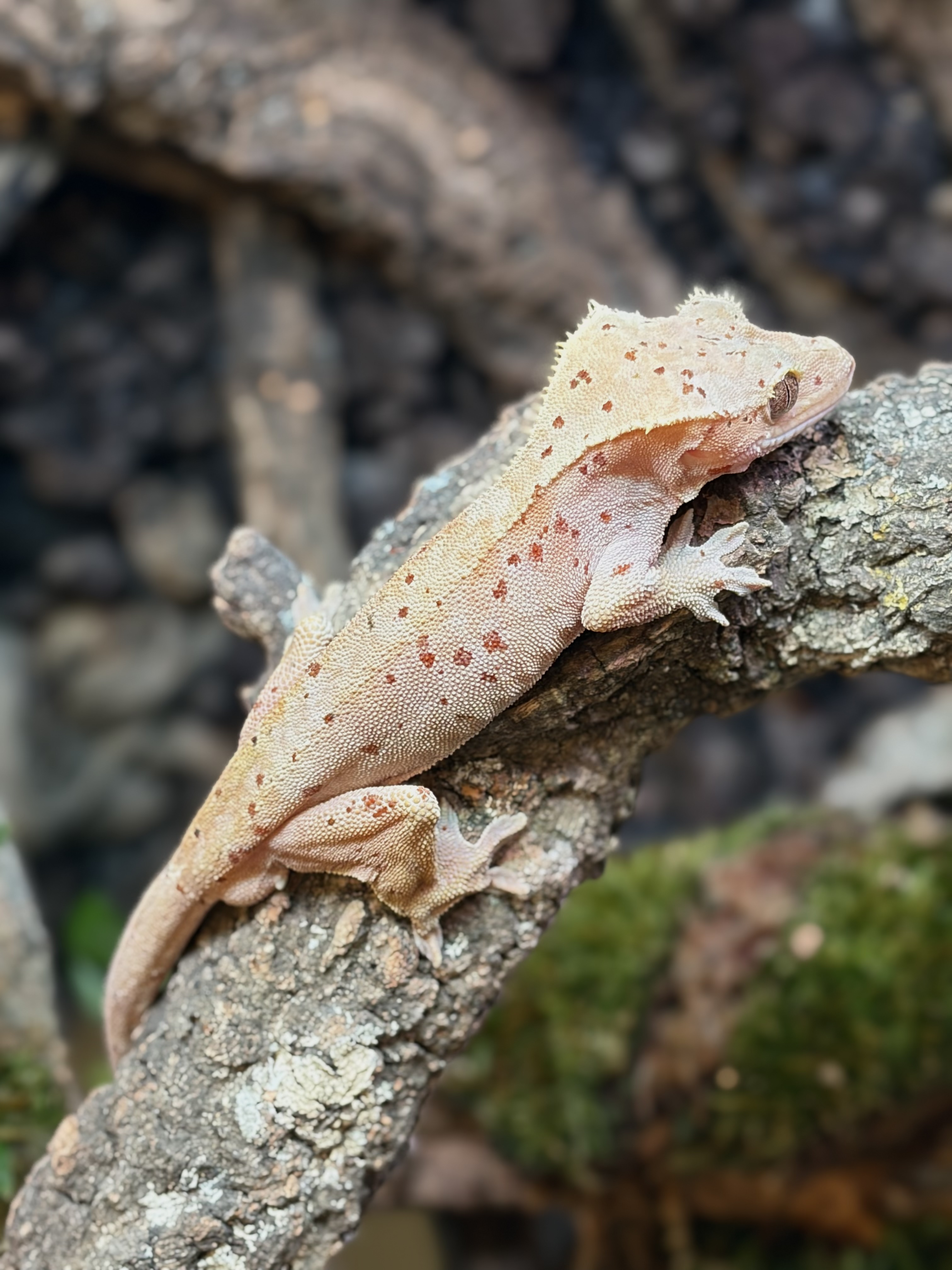 Primal 16. ダルメシアン (M) detail 1