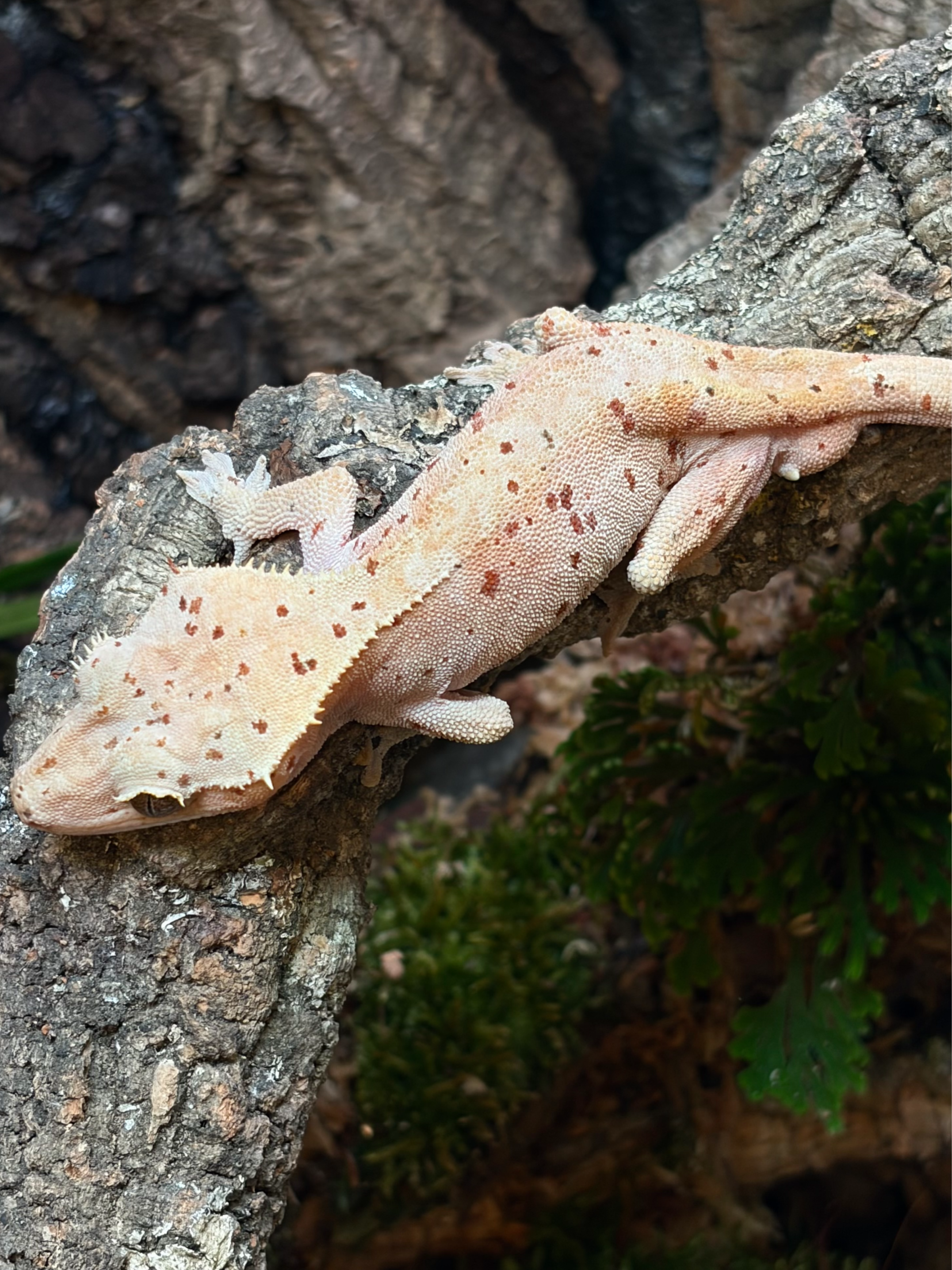 Primal 16. ダルメシアン (M) detail 2