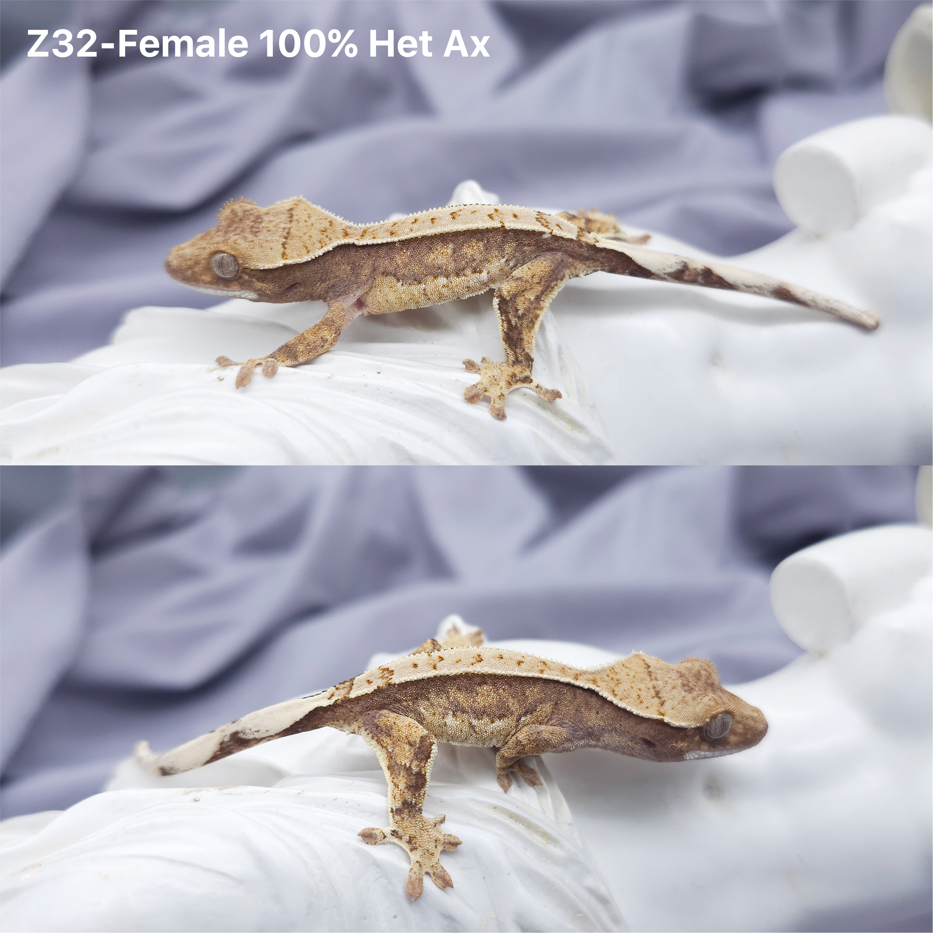 Z32 Het 100 アザンティック (F) detail 1