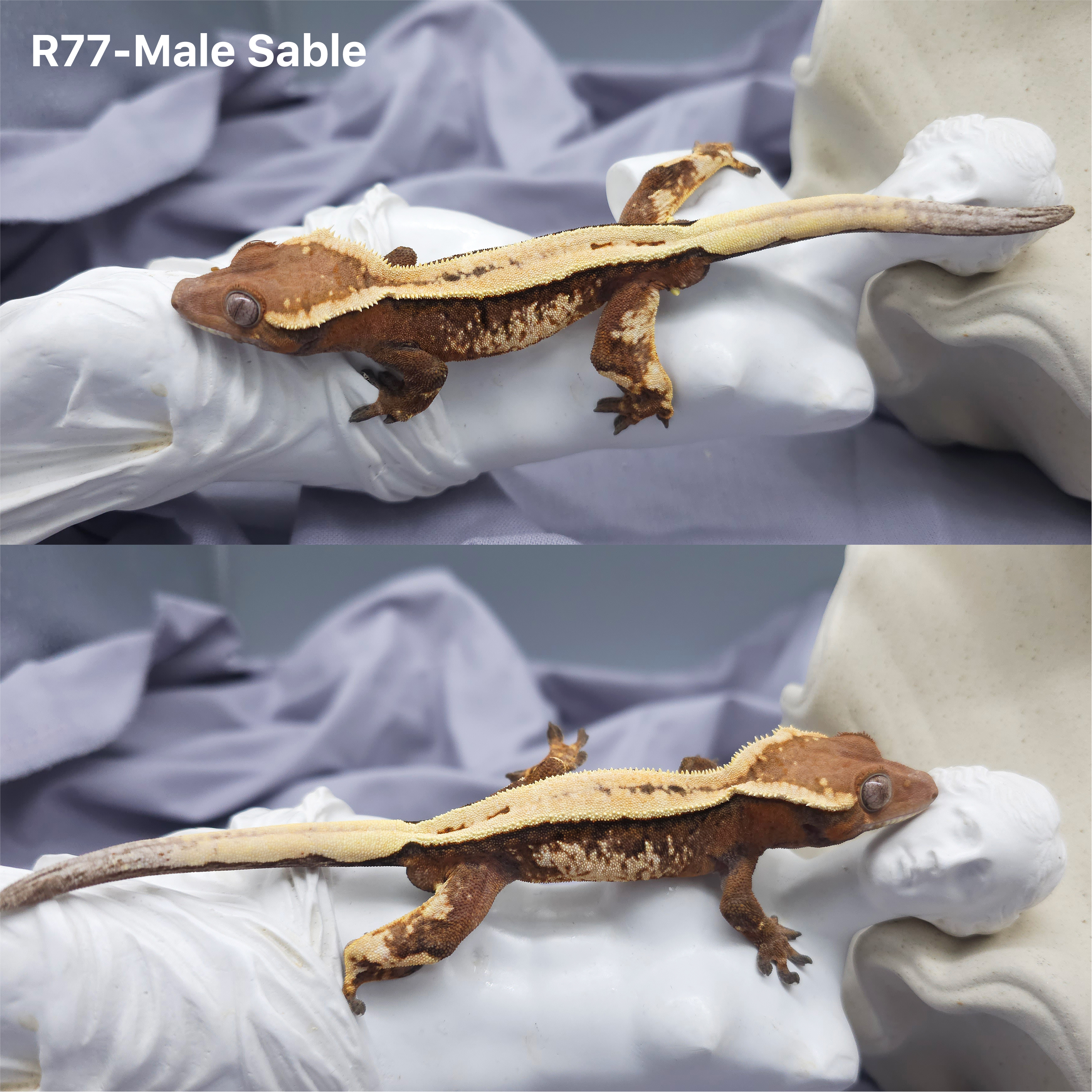 Z77 セーブル (M) detail 1