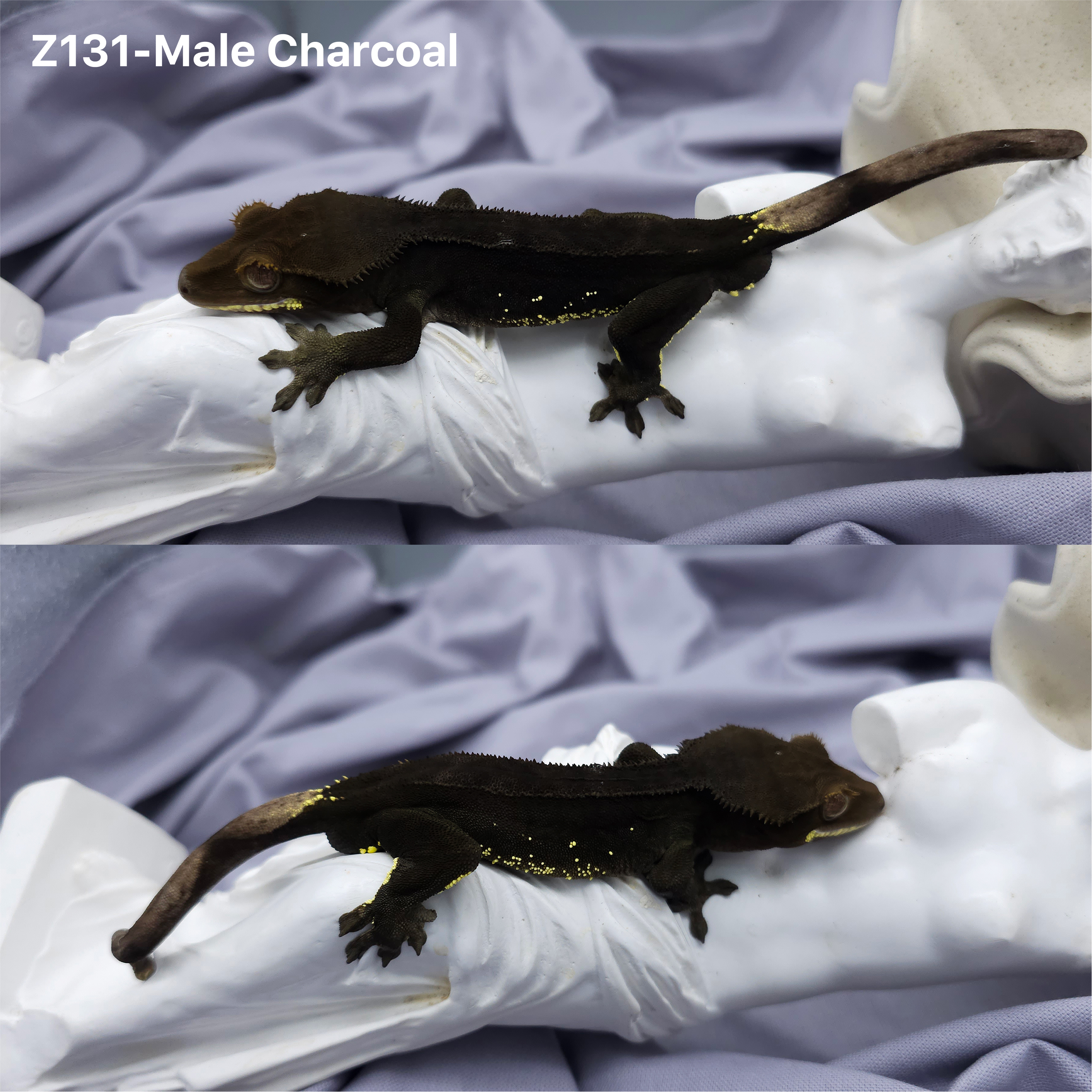 Z131 チャコール (M) detail 1