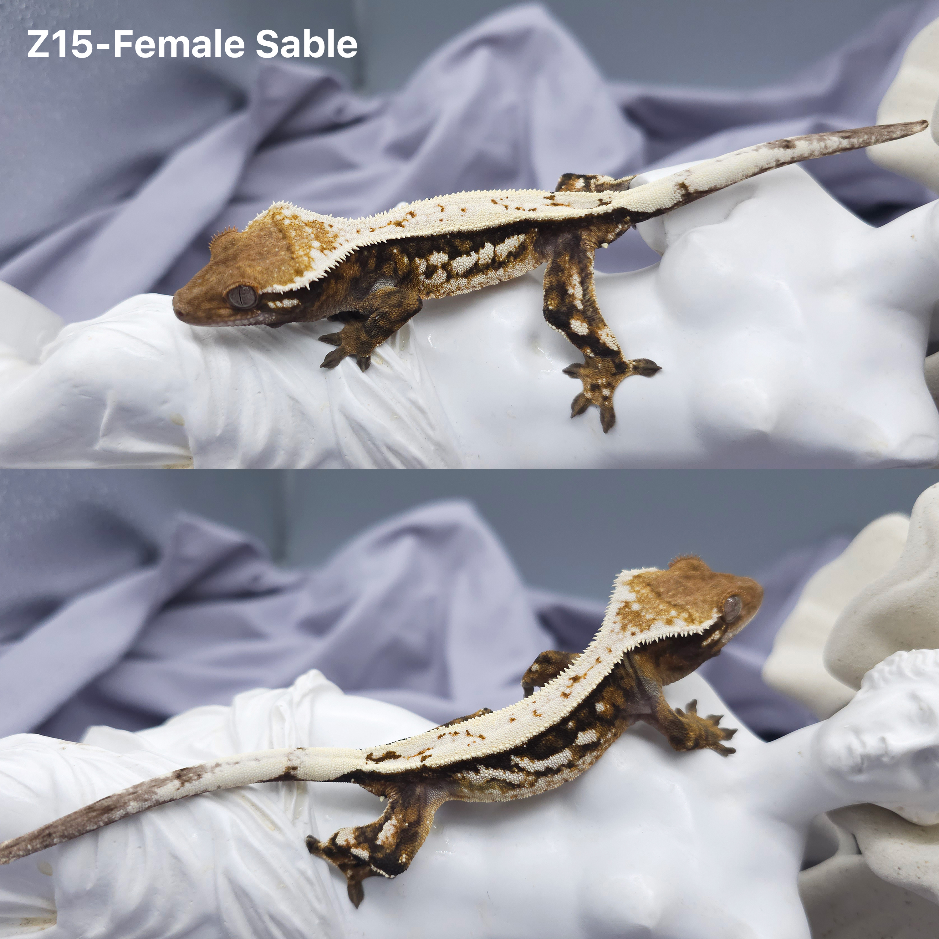 Z15 セーブル (F) detail 1