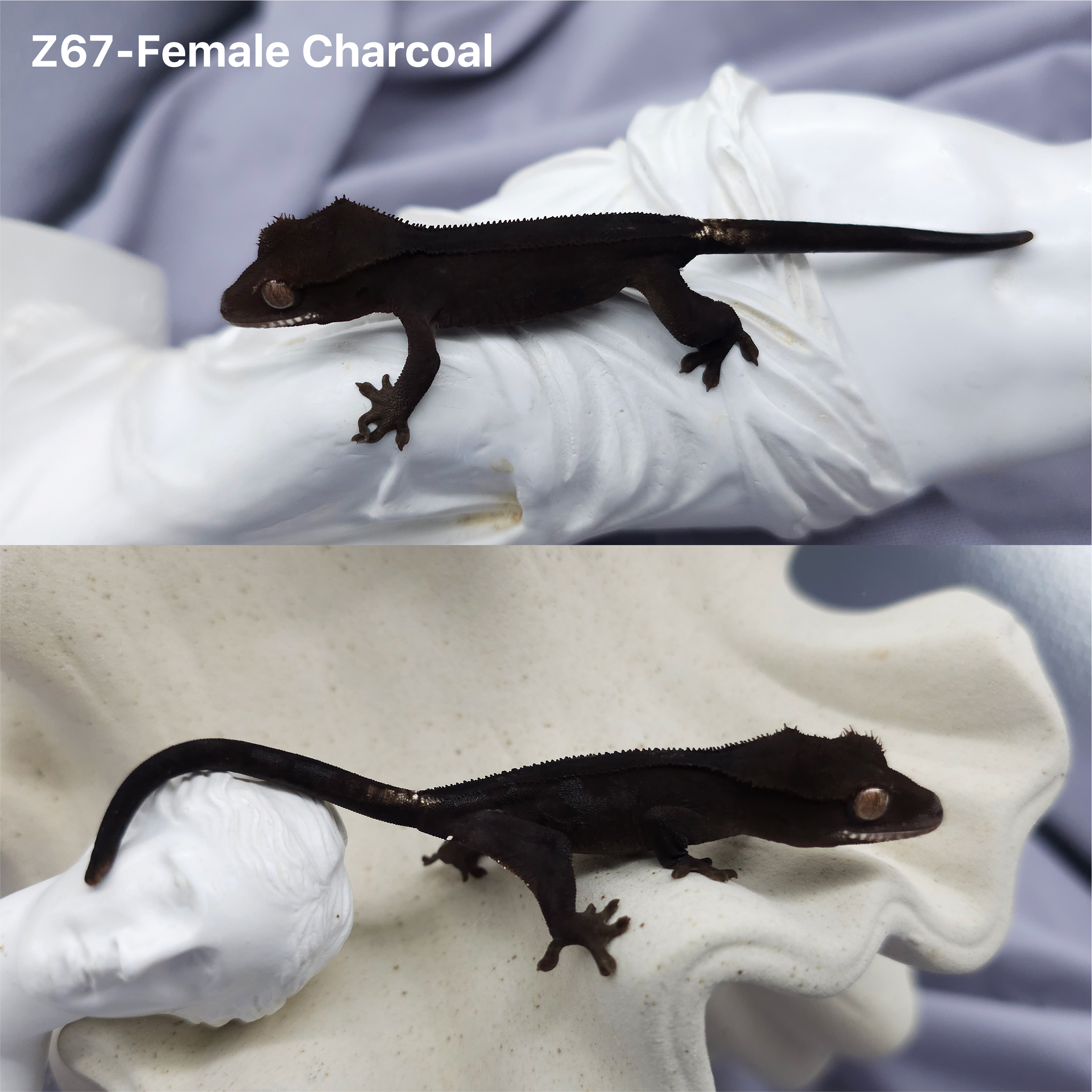 Z67 Charcoal (F) detail 1