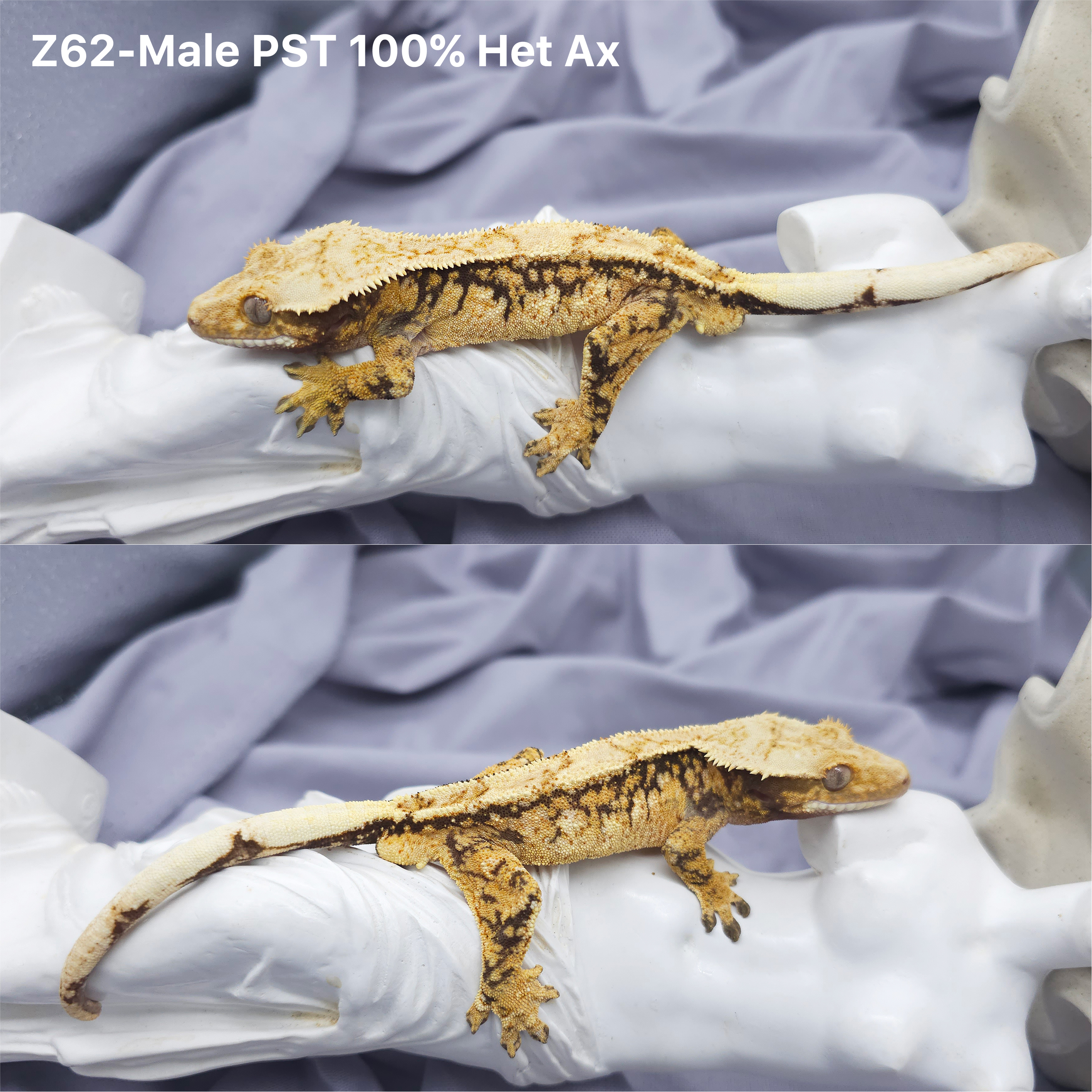 Z62 PST Het 100 アザンティック (M) detail 1