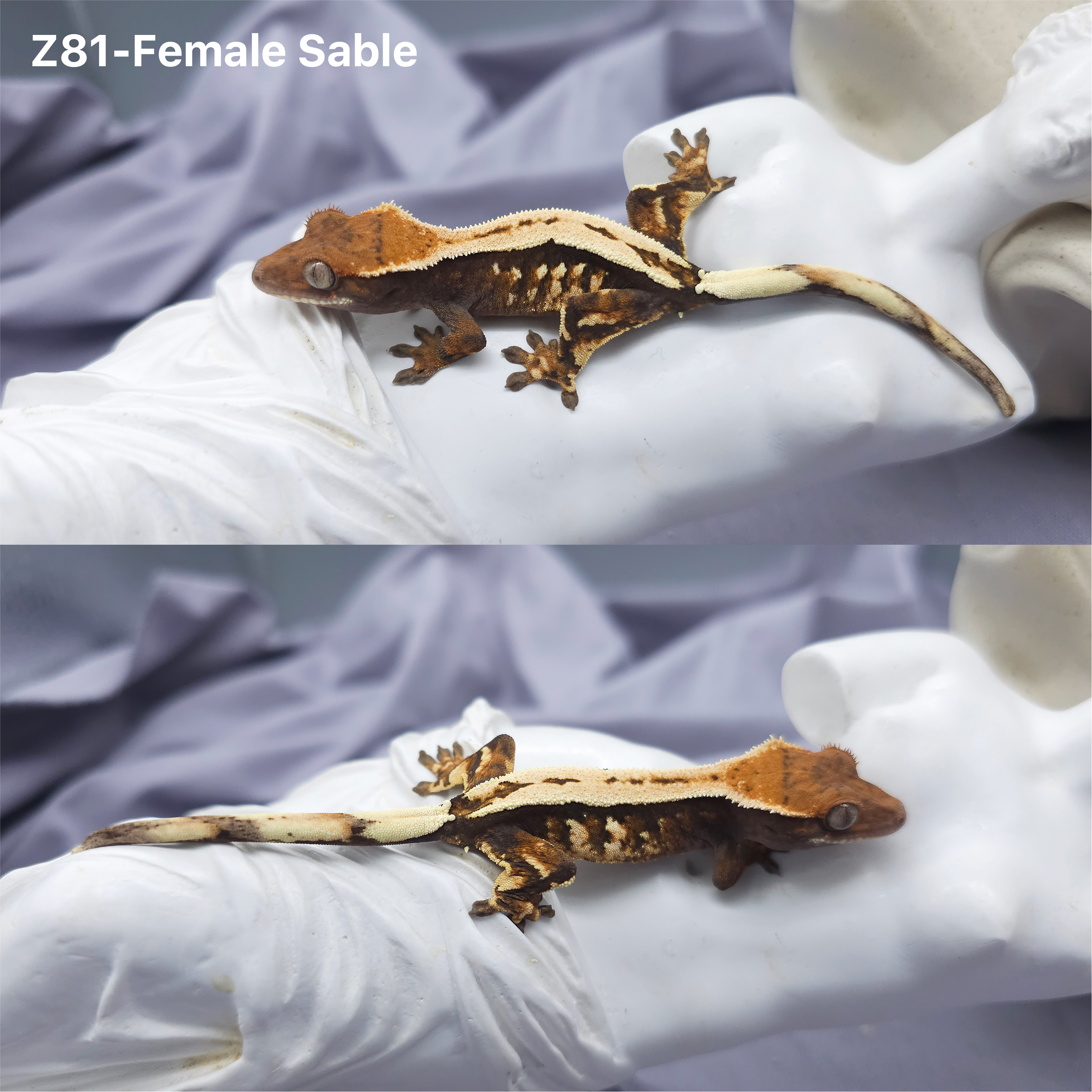 Z81 セーブル (F) detail 1