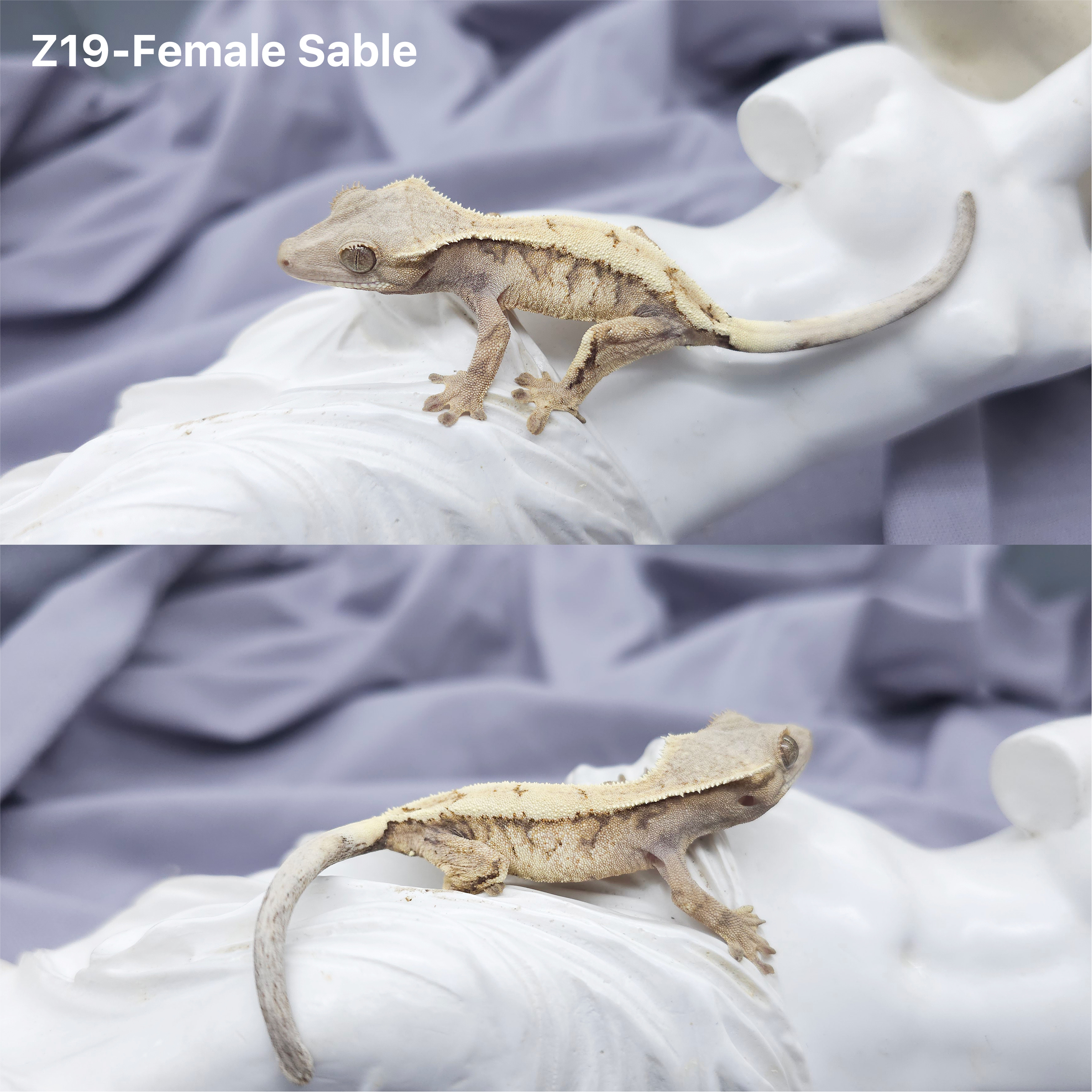 Z19 セーブル (F) detail 1