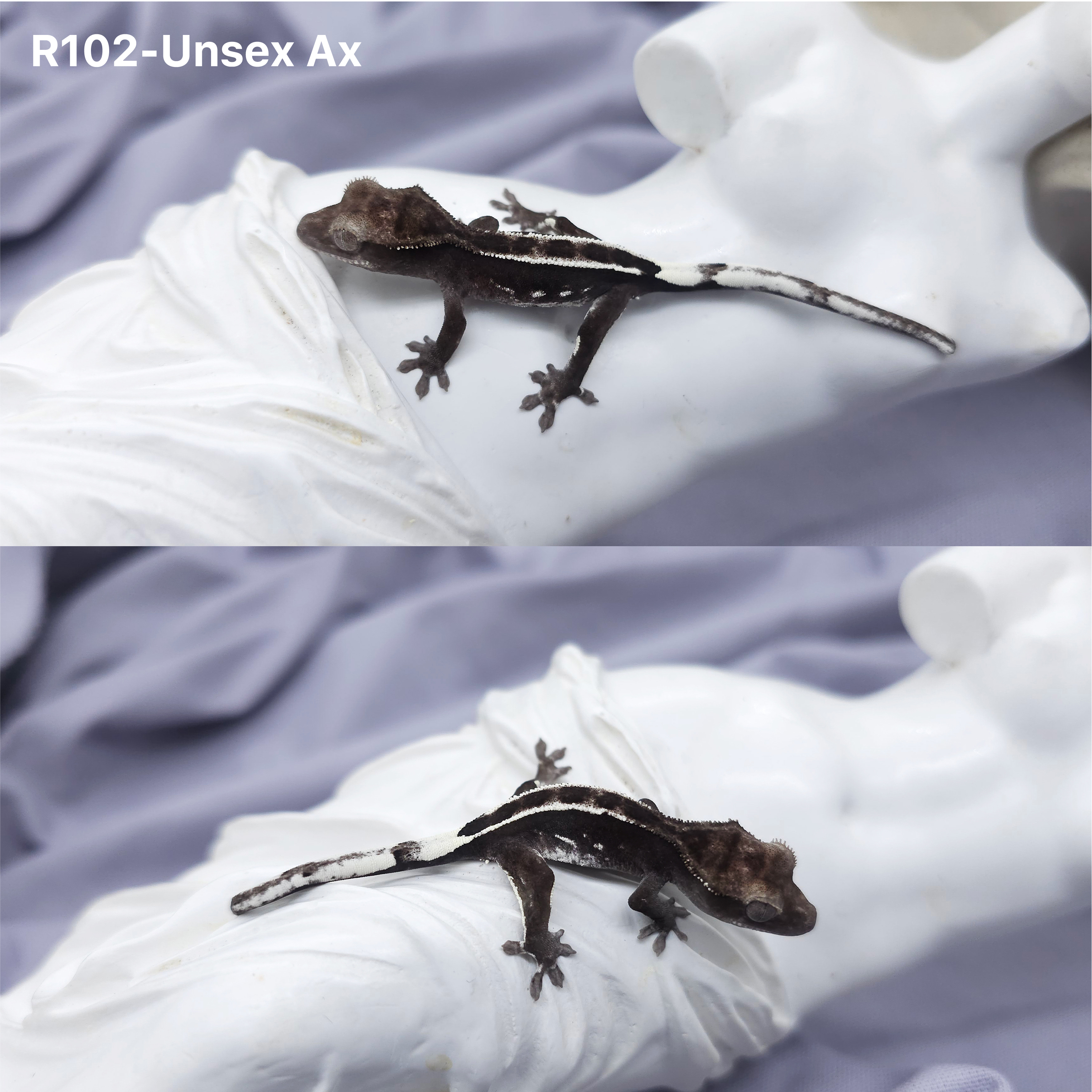 Z102 アザンティック (U) detail 1