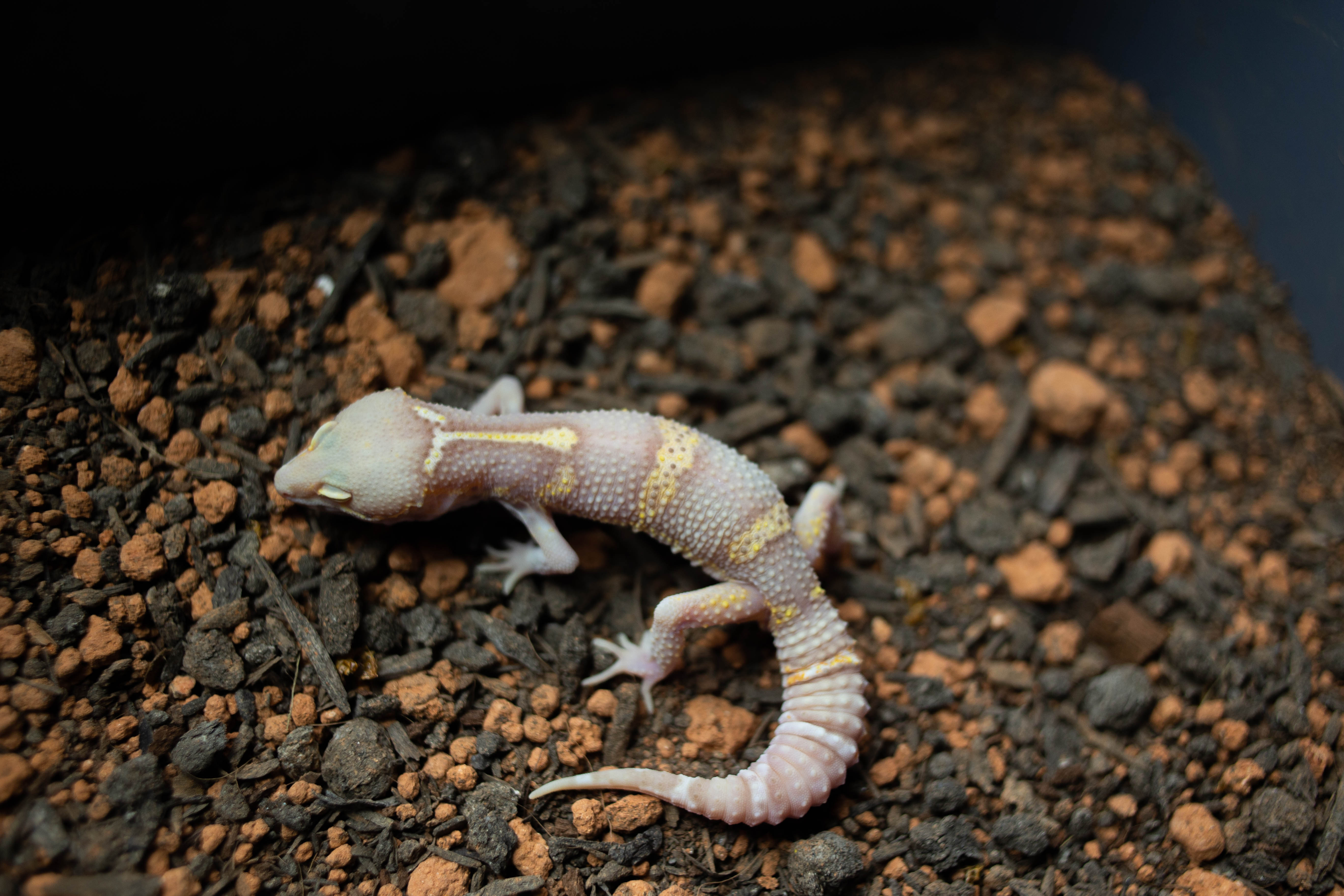 4. スノーレーダー ブラックナイト (M) detail 1