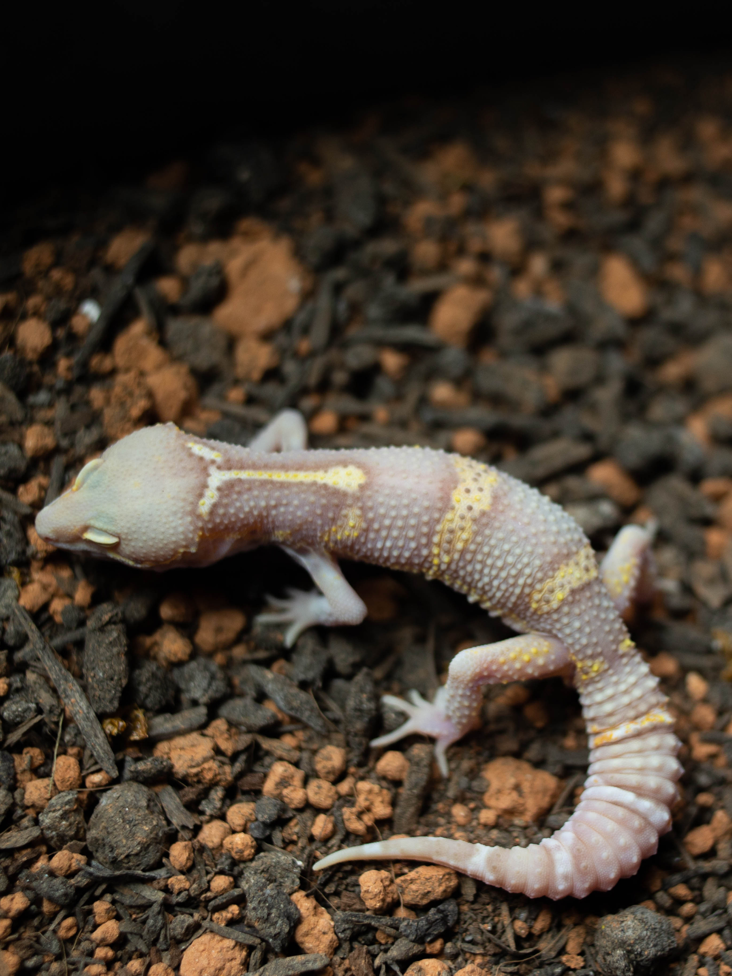 4. スノーレーダー ブラックナイト (M) detail 2