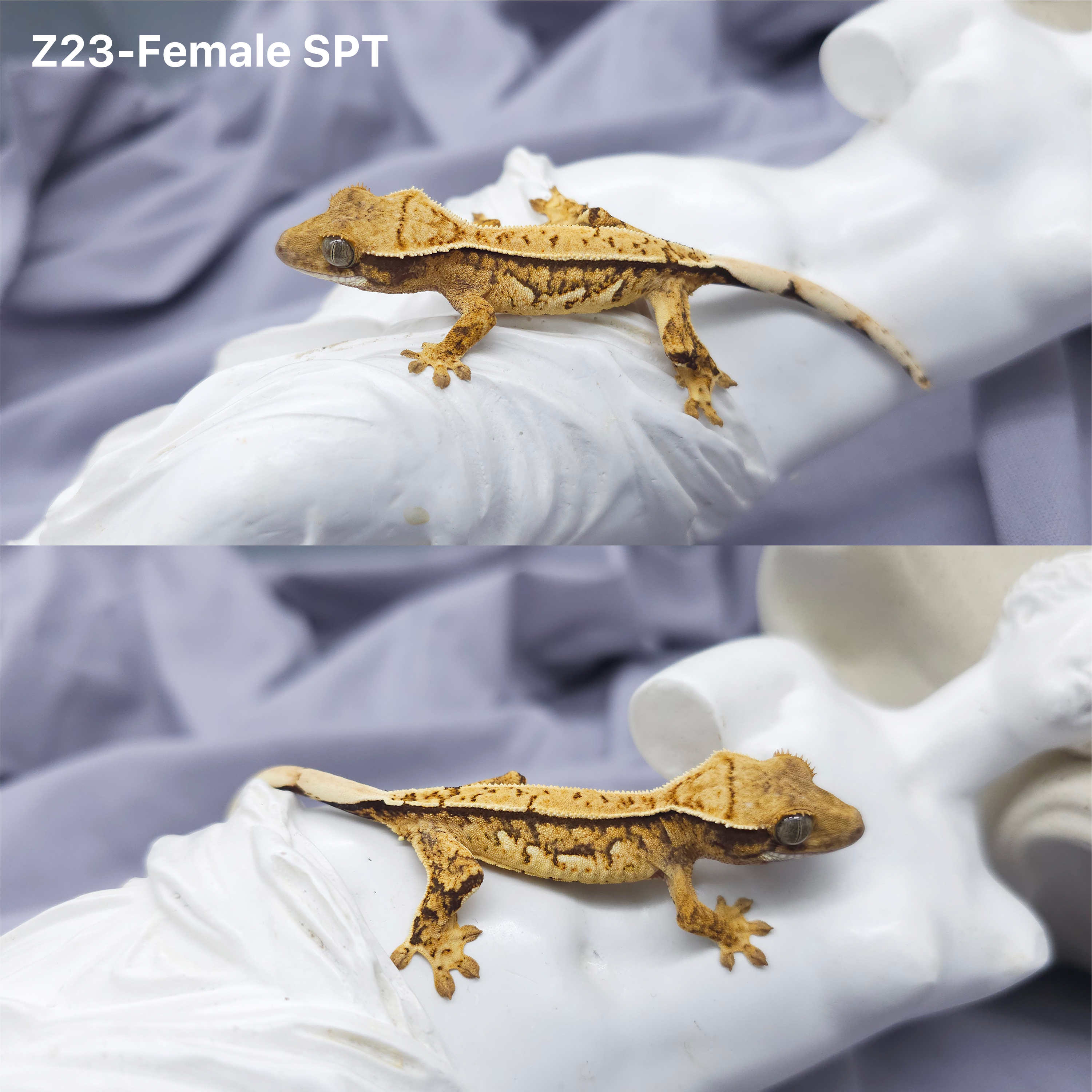 Z23 SPT (F) detail 1