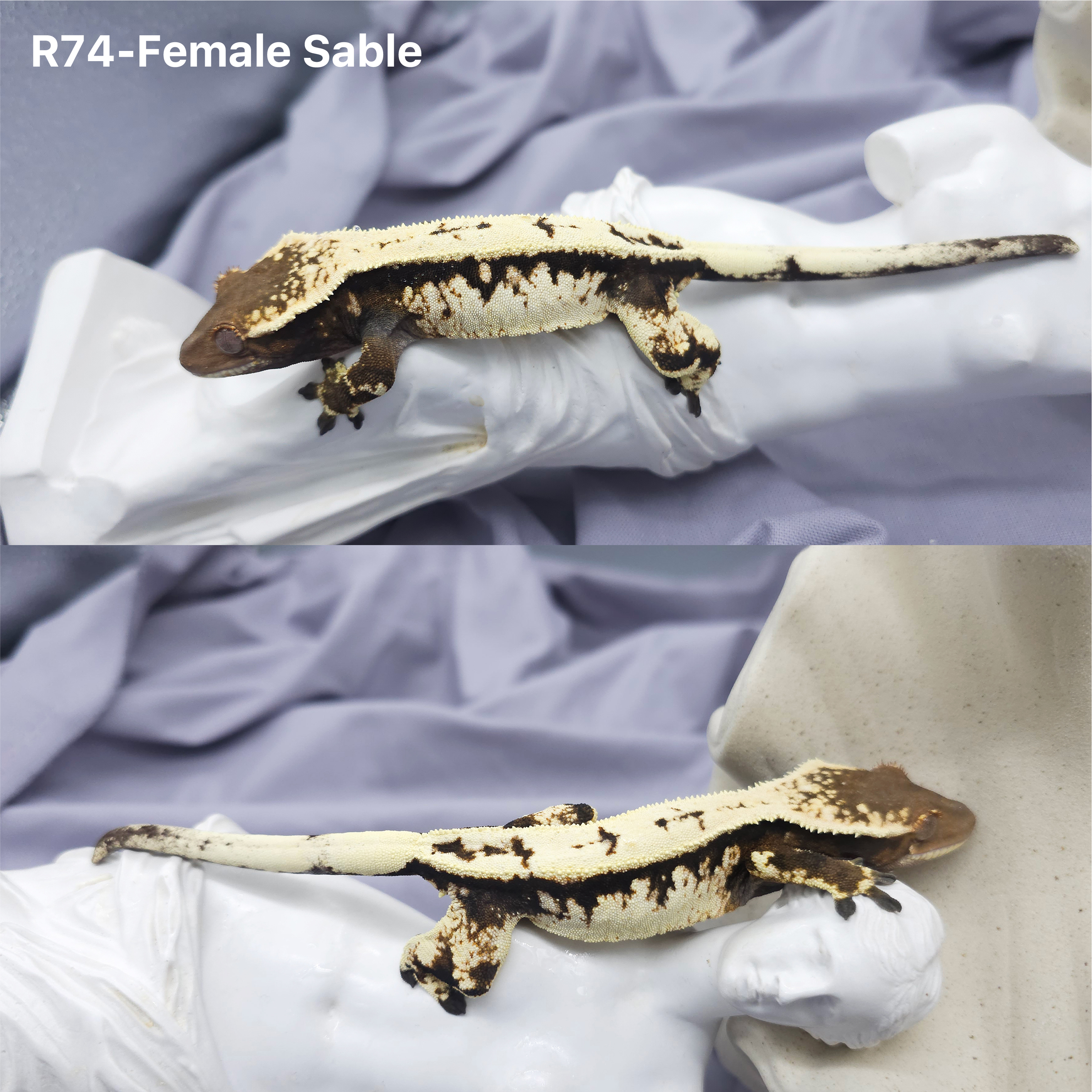 Z74 セーブル (F) detail 1