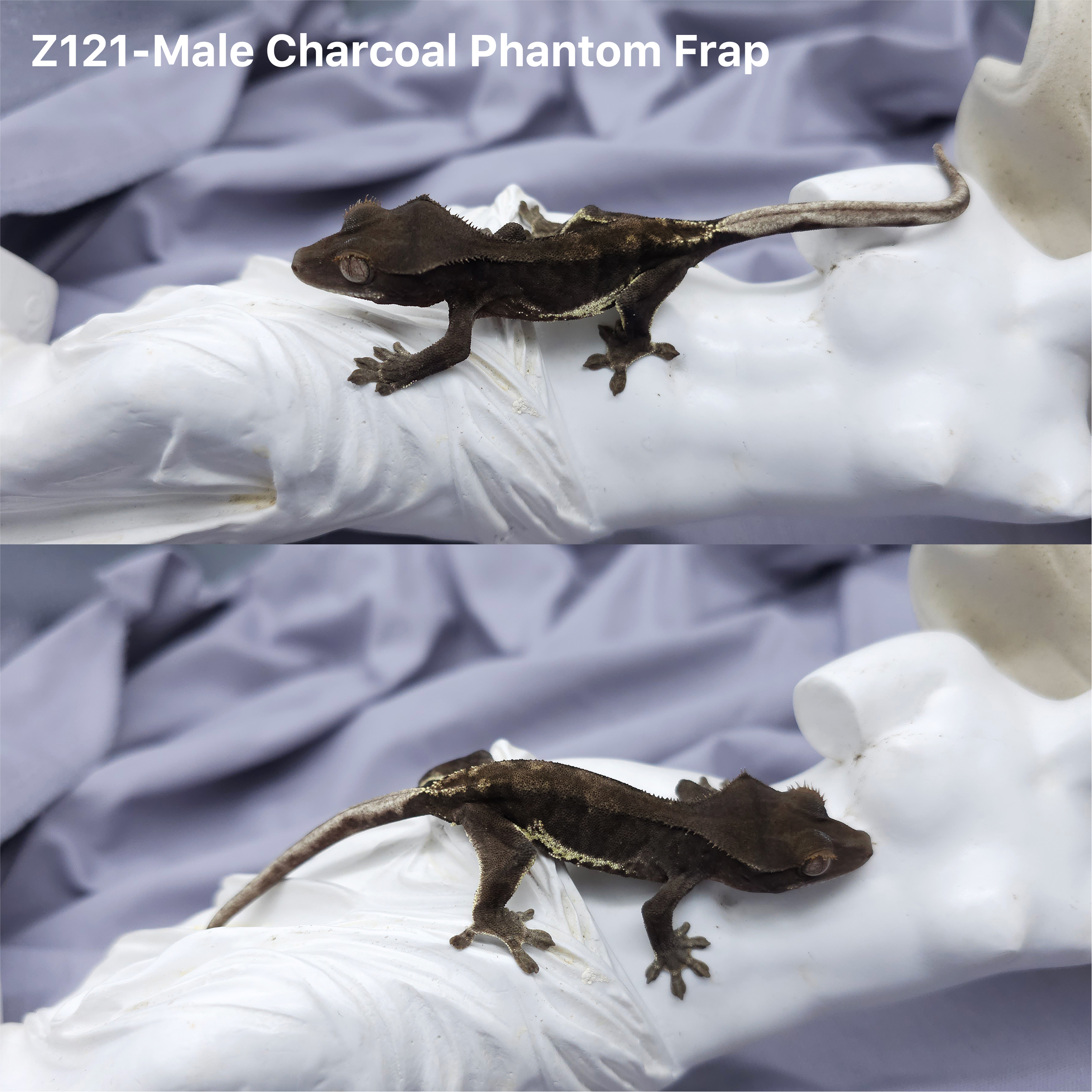 Z121 チャコールファントムフラペチーノ(M) detail 1