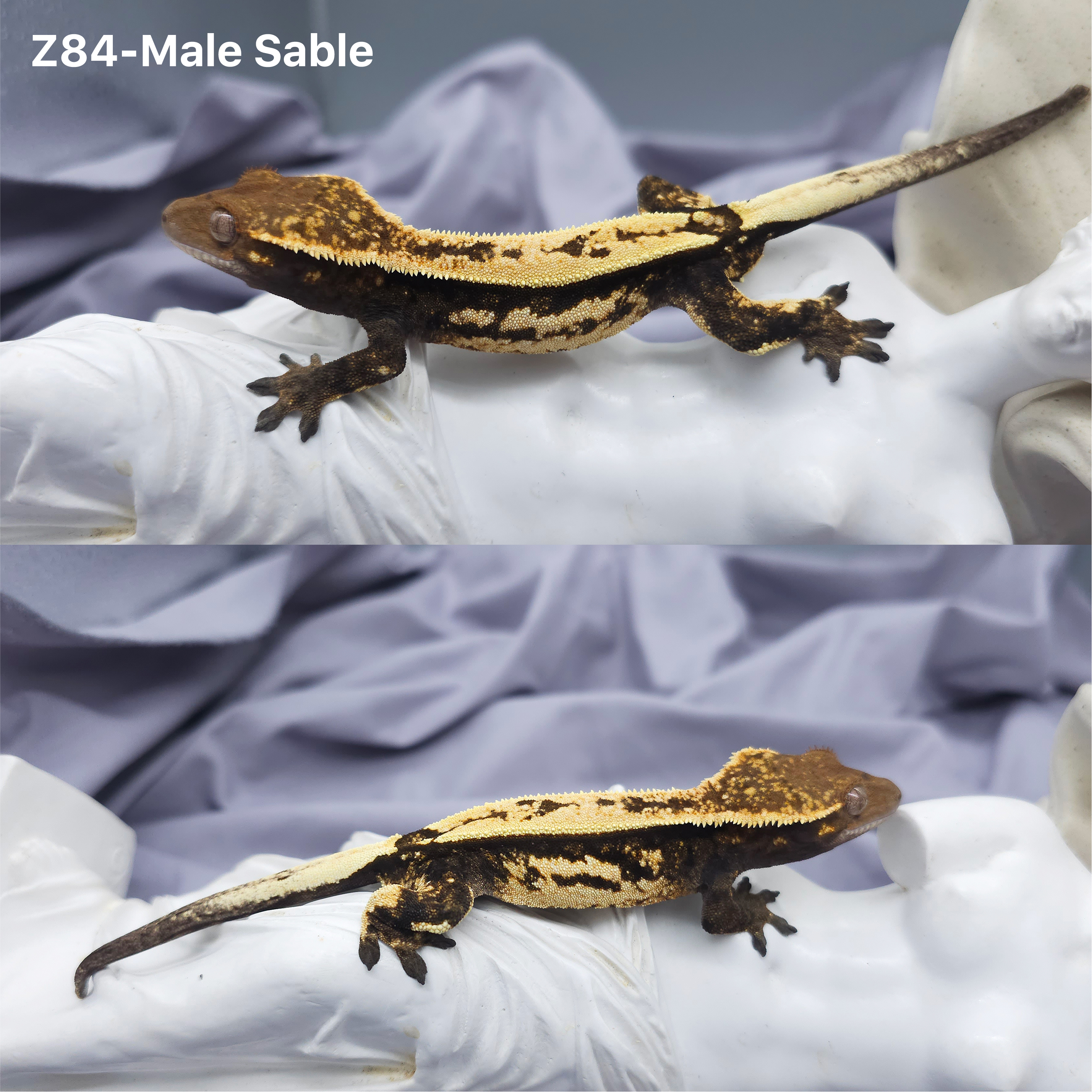 Z84 セーブル (M) detail 1