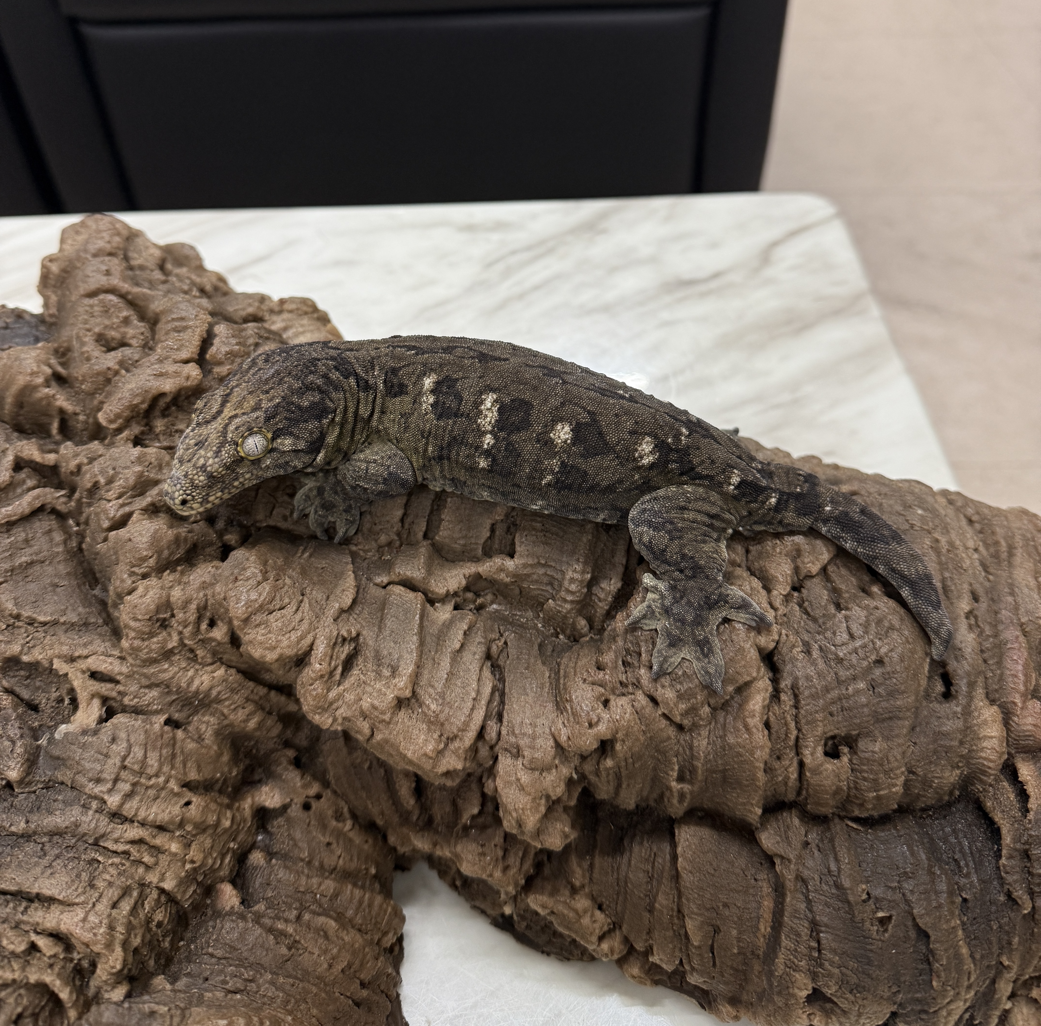 Leapin Leachies - コギス 2 (F) detail 1