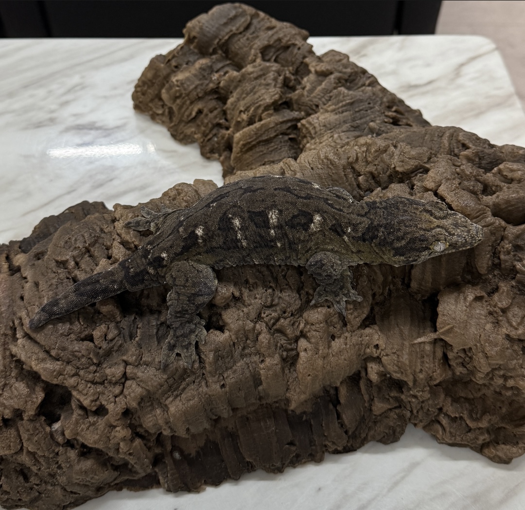 Leapin Leachies - コギス 2 (F) detail 3