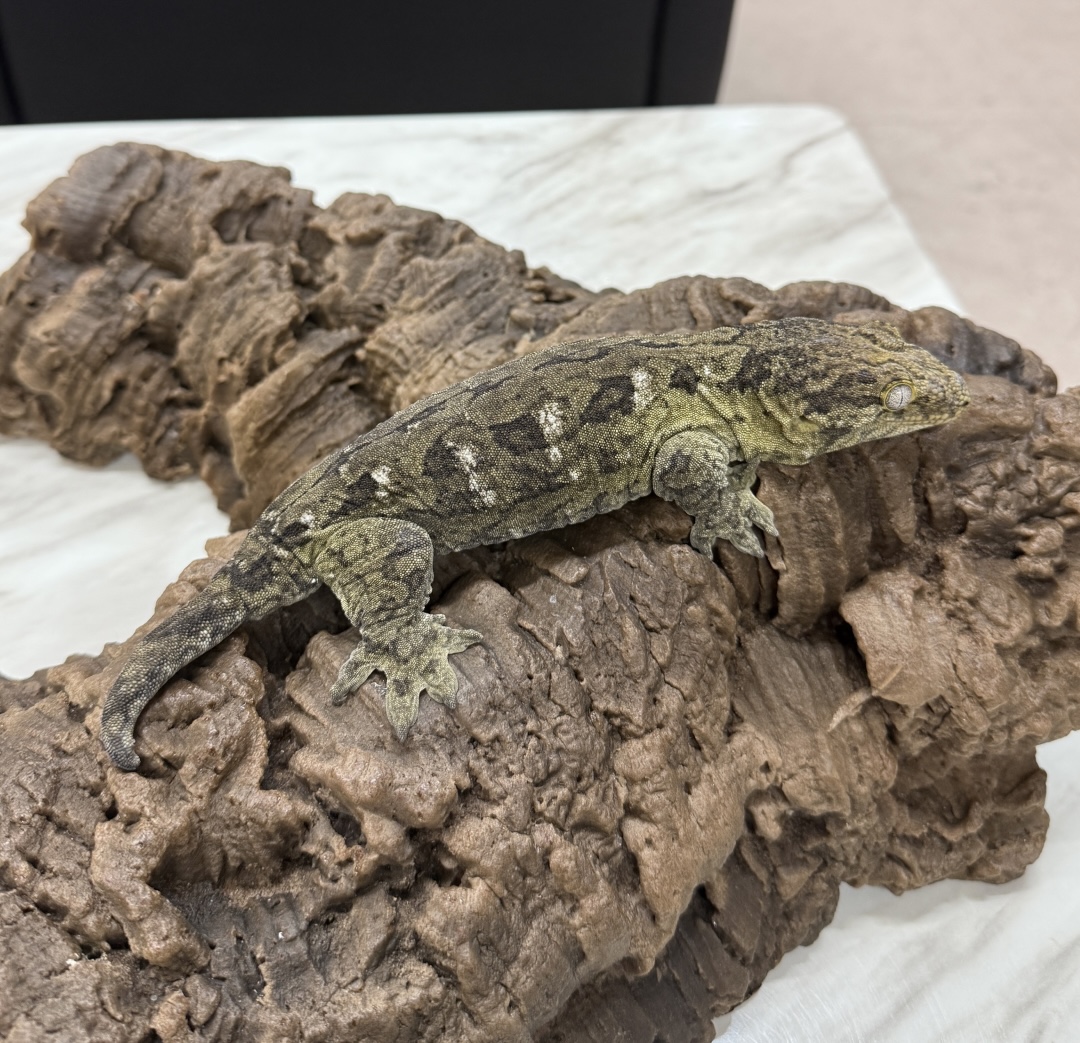 Leapin Leachies - コギス 2 (F) detail 4