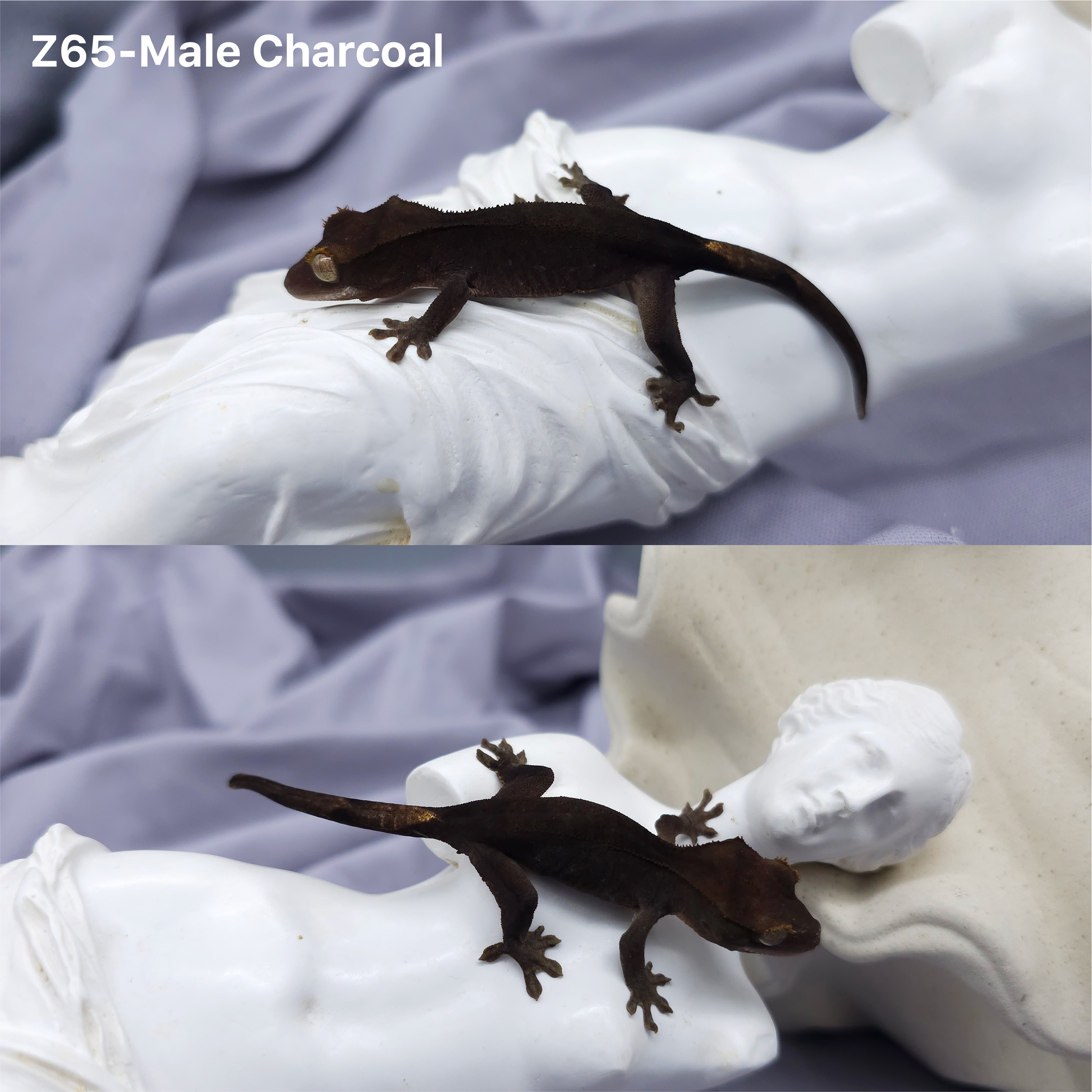 Z65 チャコール (M) detail 1