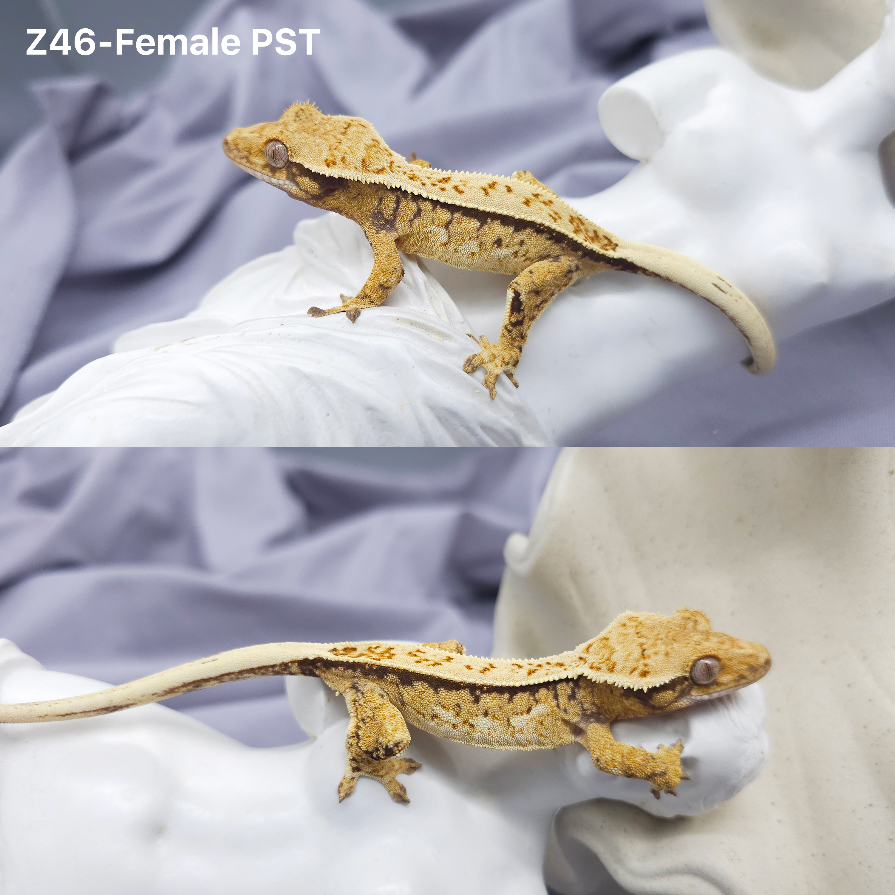 Z46 PST (F) detail 1